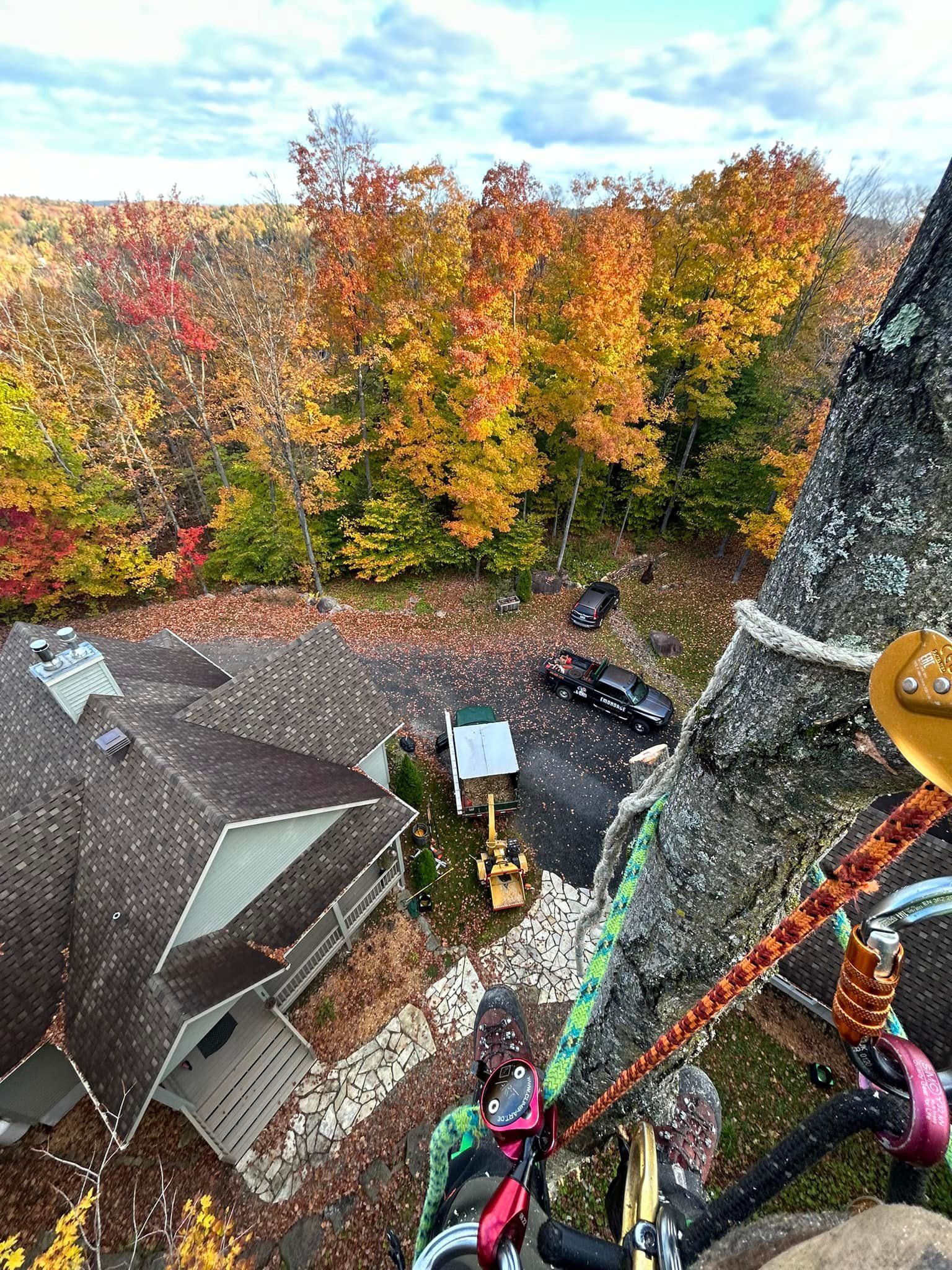 Grimpeur d'arbres dominant les bâtiments et le feuillage d'automne.