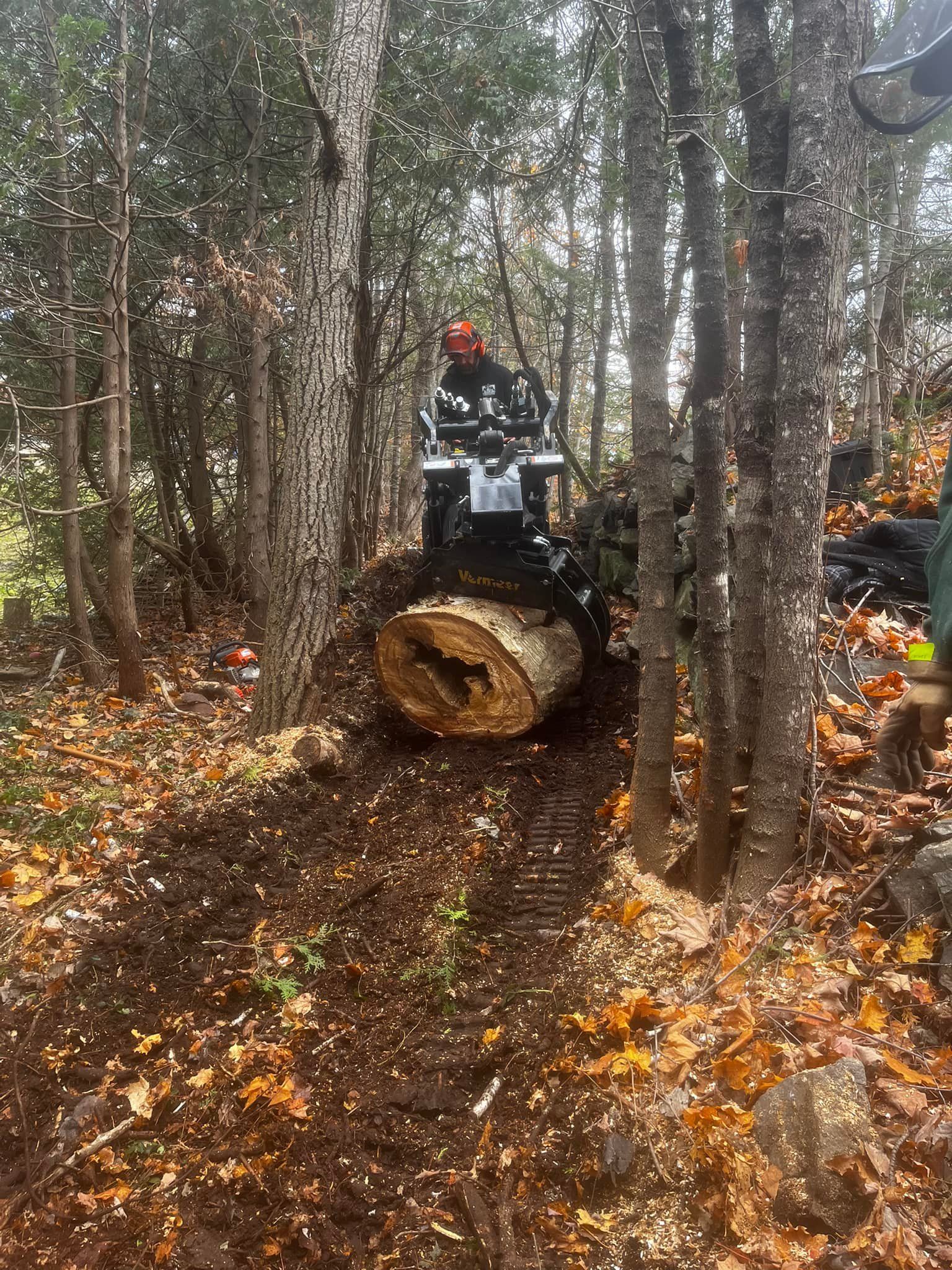 Un homme conduit un tracteur, déplaçant une grosse grume à travers une forêt.