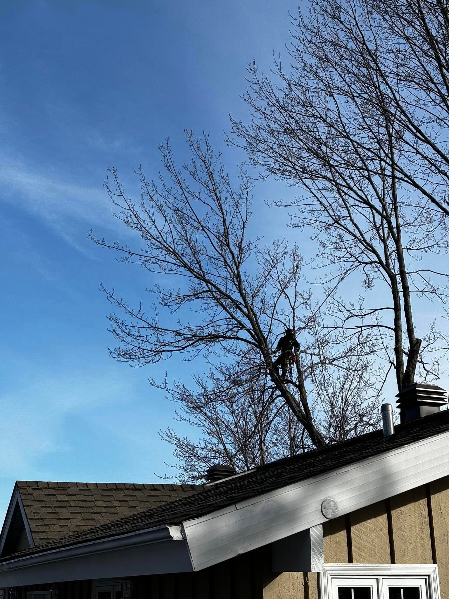 Une personne élague les branches d'un arbre au-dessus d'une maison par une belle journée ensoleillée.