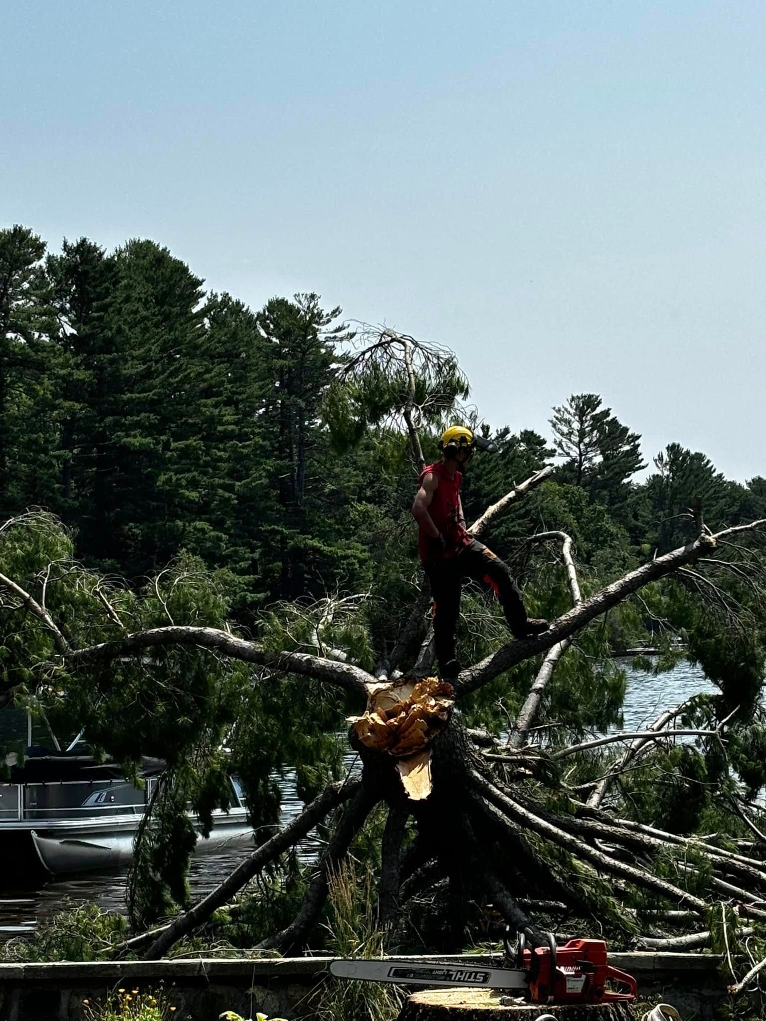 Arboriste sur un arbre, coupant des branches à la tronçonneuse, arbres et eau en arrière-plan, journée ensoleillée et lumineuse.