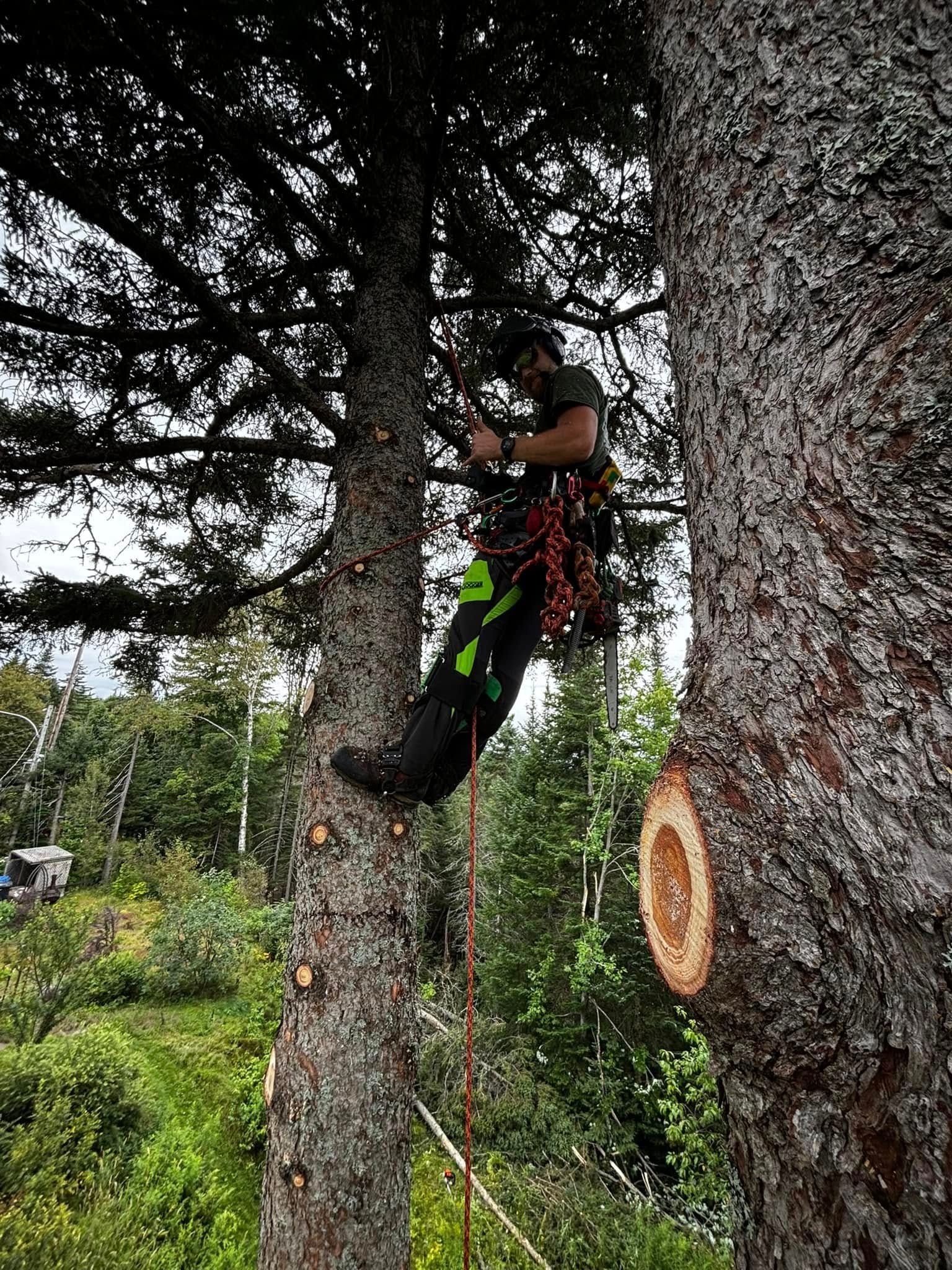 Arboriste dans un arbre, coupant des branches à la scie. Troncs d'arbres bruns, feuillage vert, ciel nuageux.