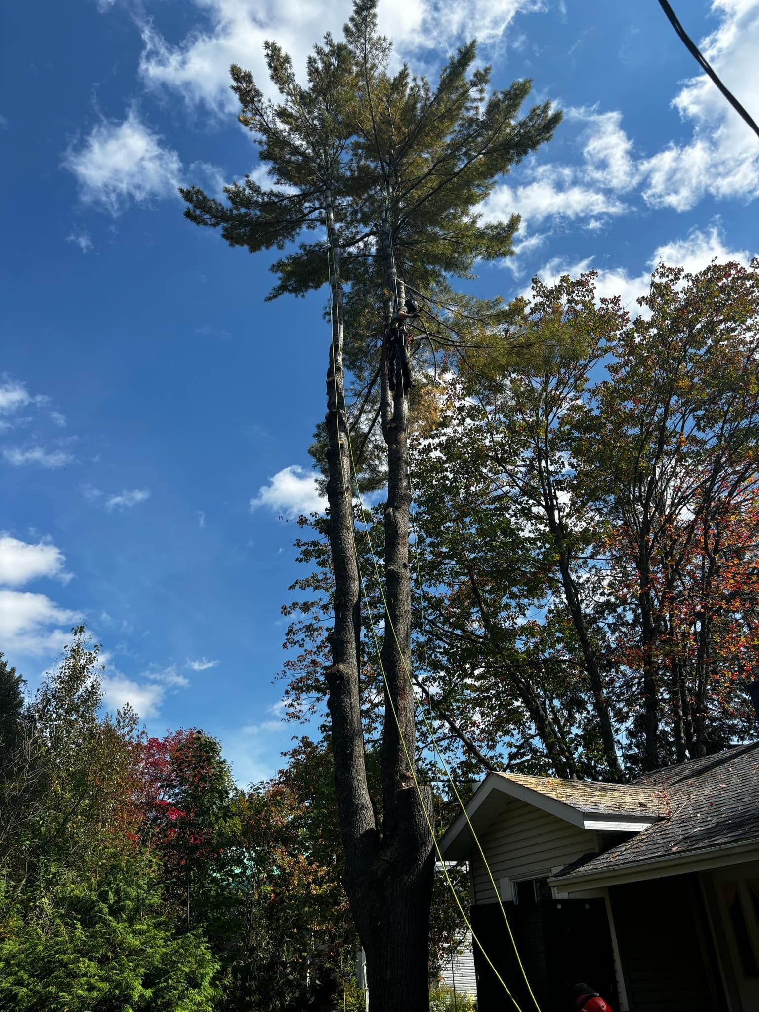 Grand arbre partiellement taillé se détachant sur un ciel bleu nuageux, près d'une maison et d'autres arbres.
