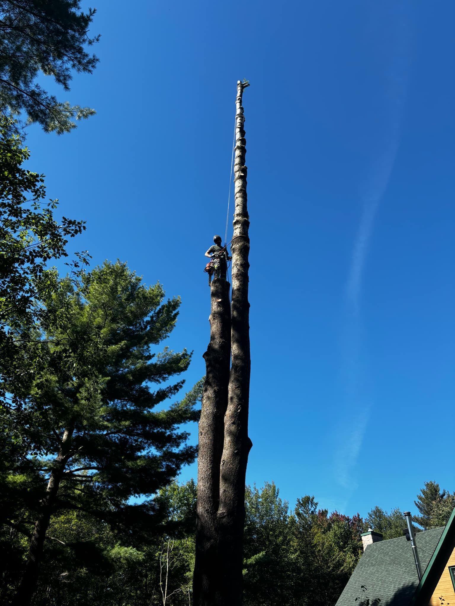 Une personne perchée au sommet d'un grand tronc d'arbre, sur fond de ciel bleu clair.