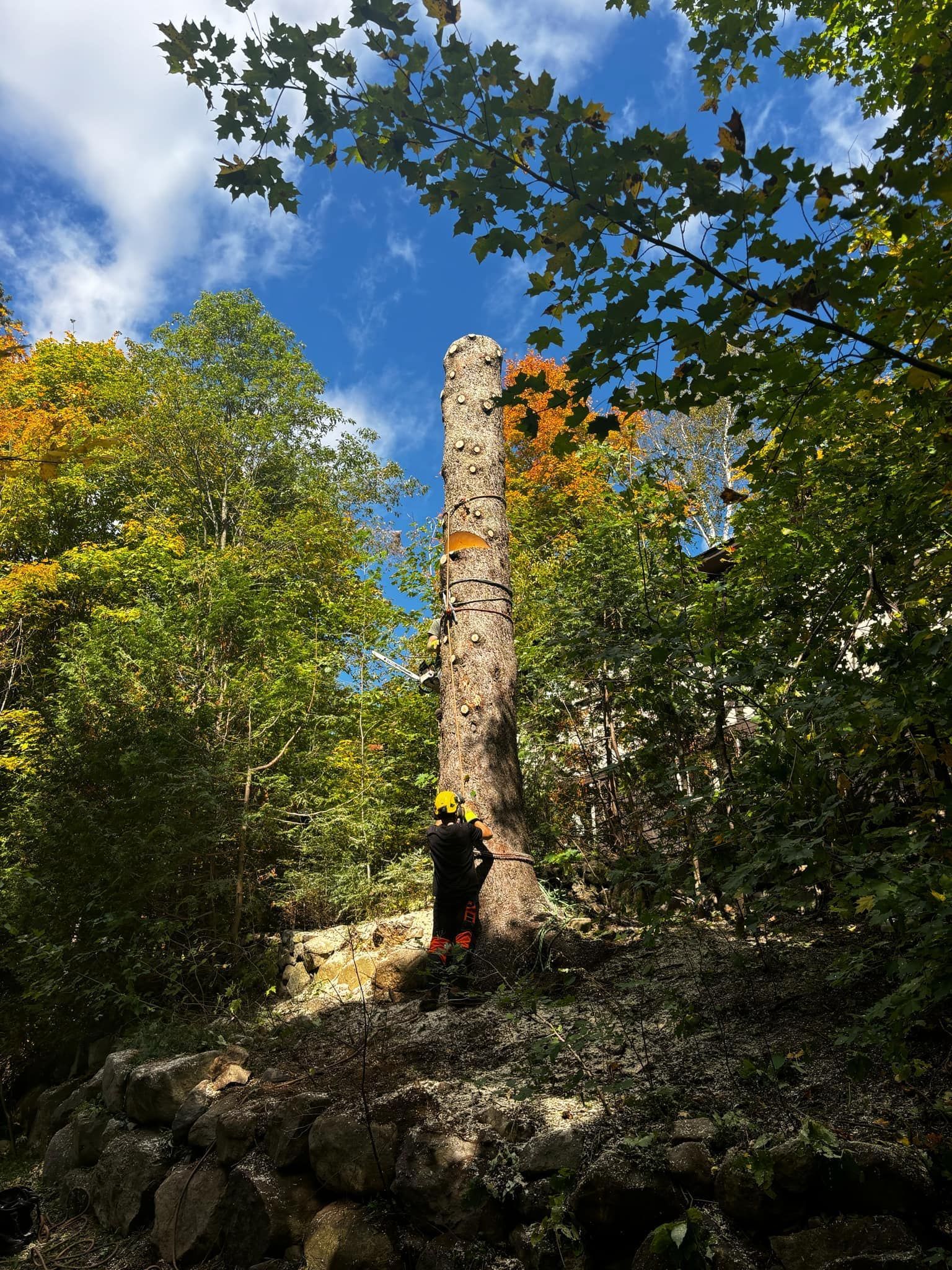 Un arboriste en tenue de sécurité coupe le tronc d'un grand arbre, entouré d'arbres sous un ciel bleu partiellement nuageux.