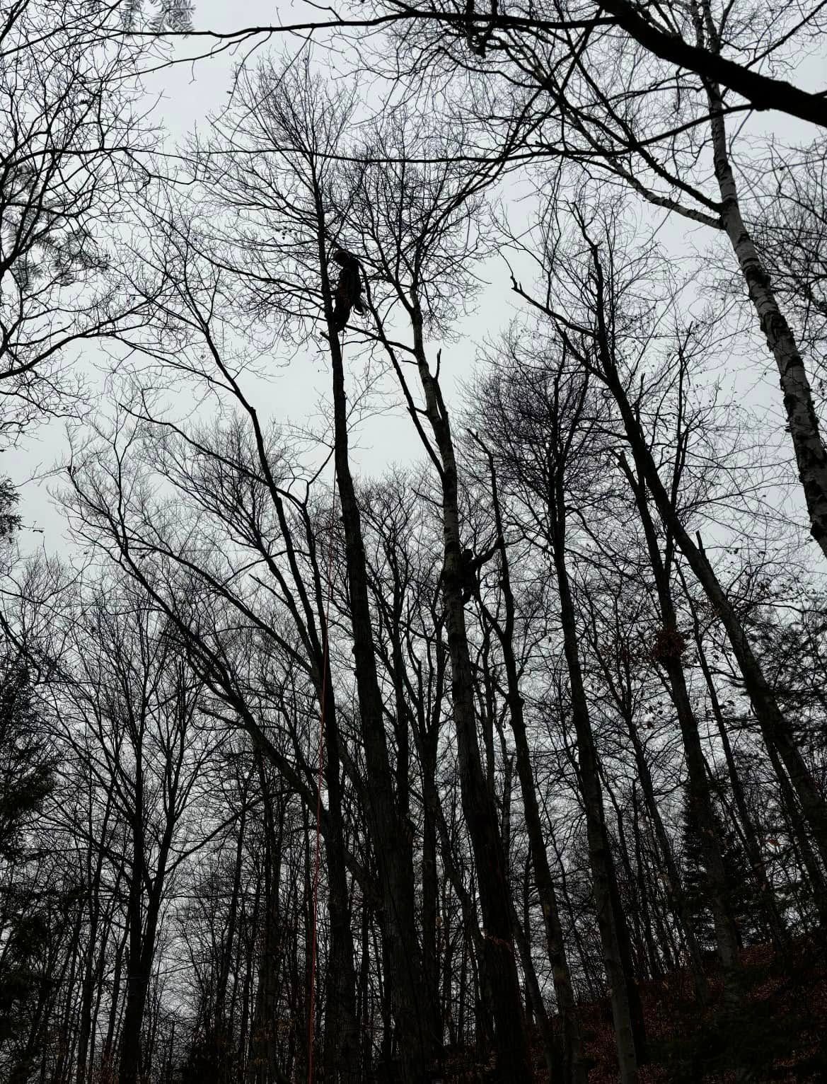 Deux personnes perchées dans de grands arbres, en train de tailler des branches. Ciel couvert.