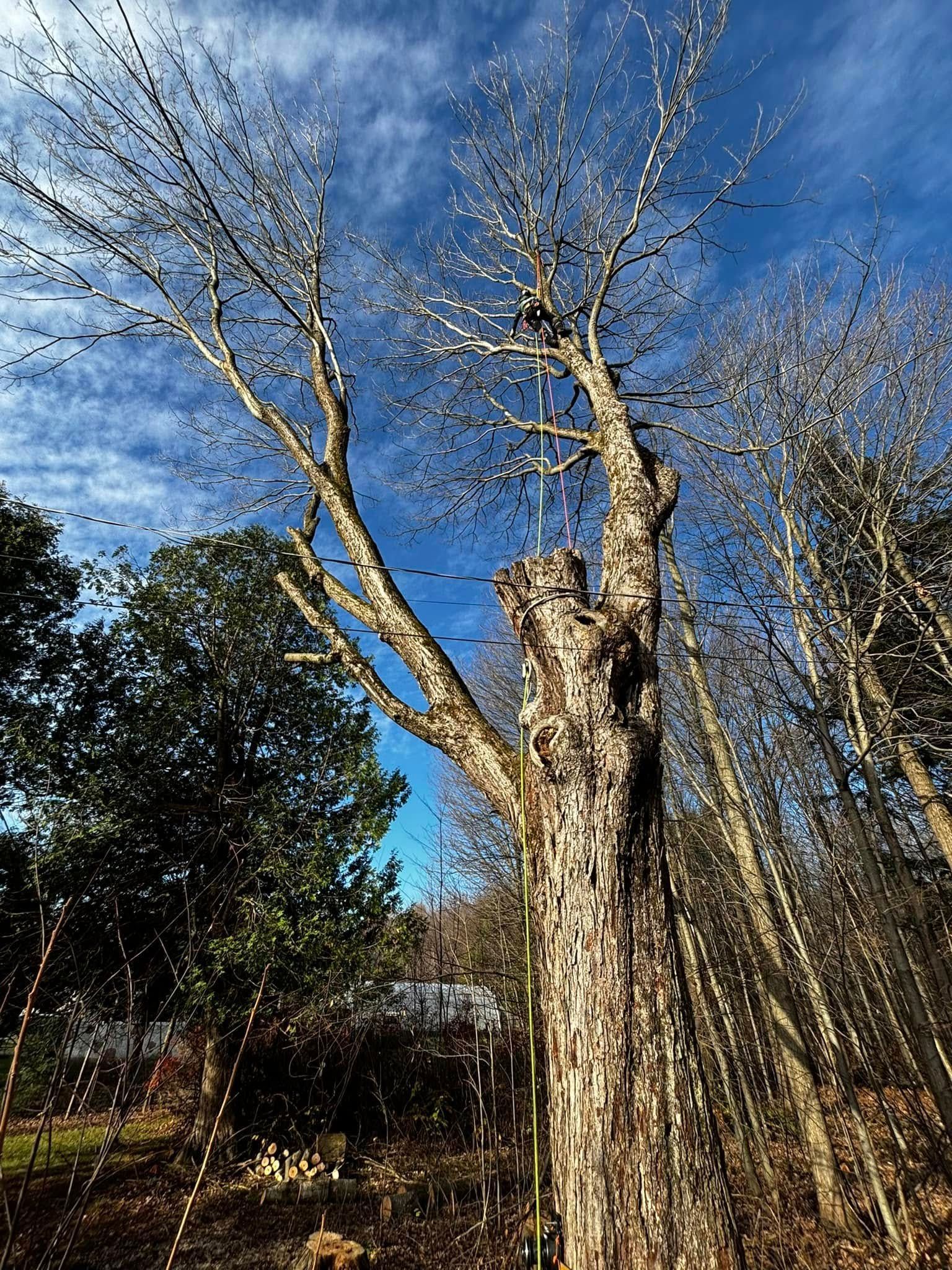 Un grand arbre nu à l'écorce rugueuse se détache sur un ciel bleu nuageux. D'autres arbres et feuillages sont visibles.