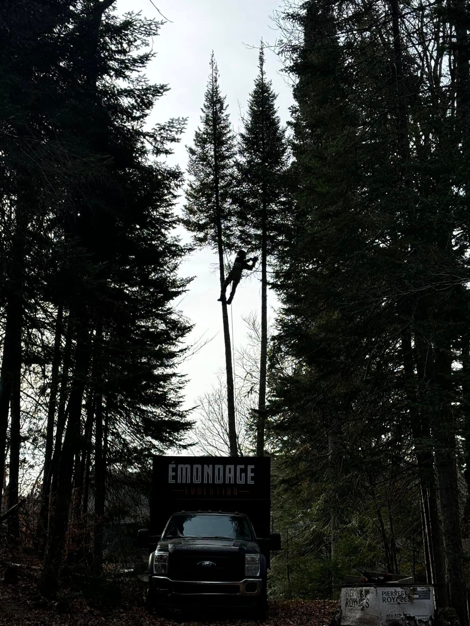 Élagueuse dans un grand arbre entre deux autres, camion en dessous avec l'inscription « Émondage » sur le côté.