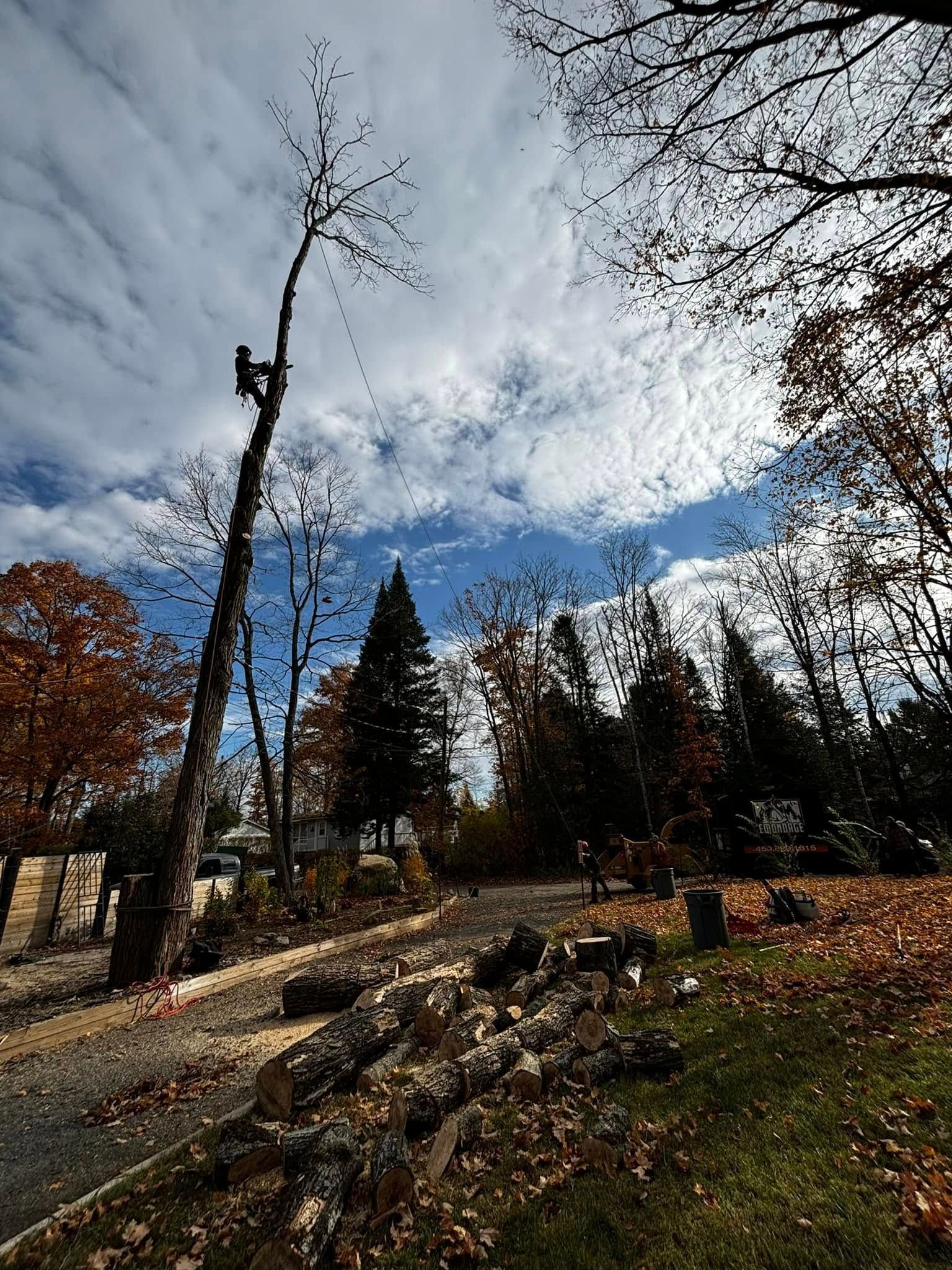Un arboriste coupe un grand arbre sous un ciel nuageux. Des troncs et des branches jonchent le sol près d'un sentier.