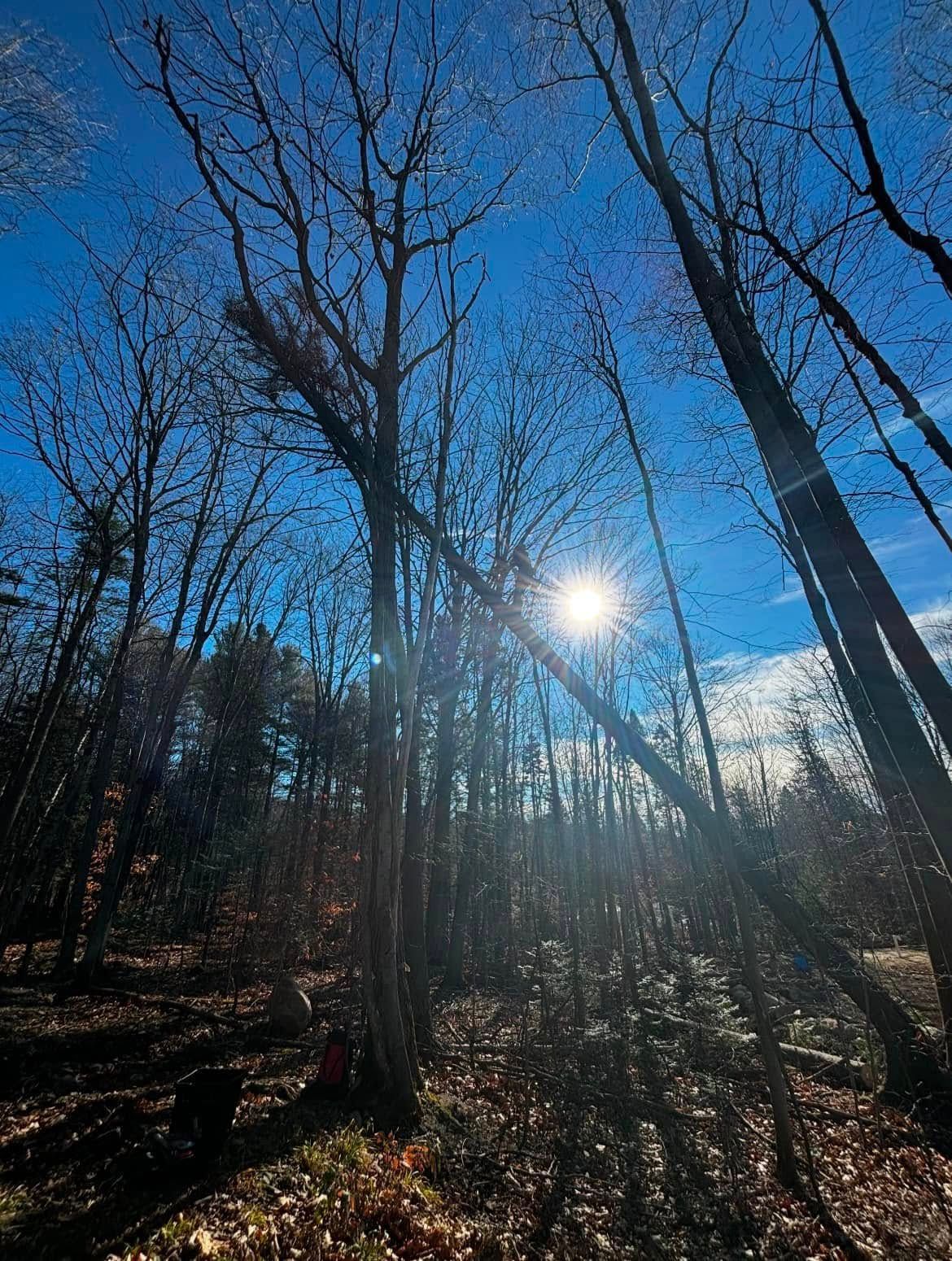 Le soleil brille à travers les arbres dénudés par une belle journée bleue ; les feuilles d'automne jonchent le sol.