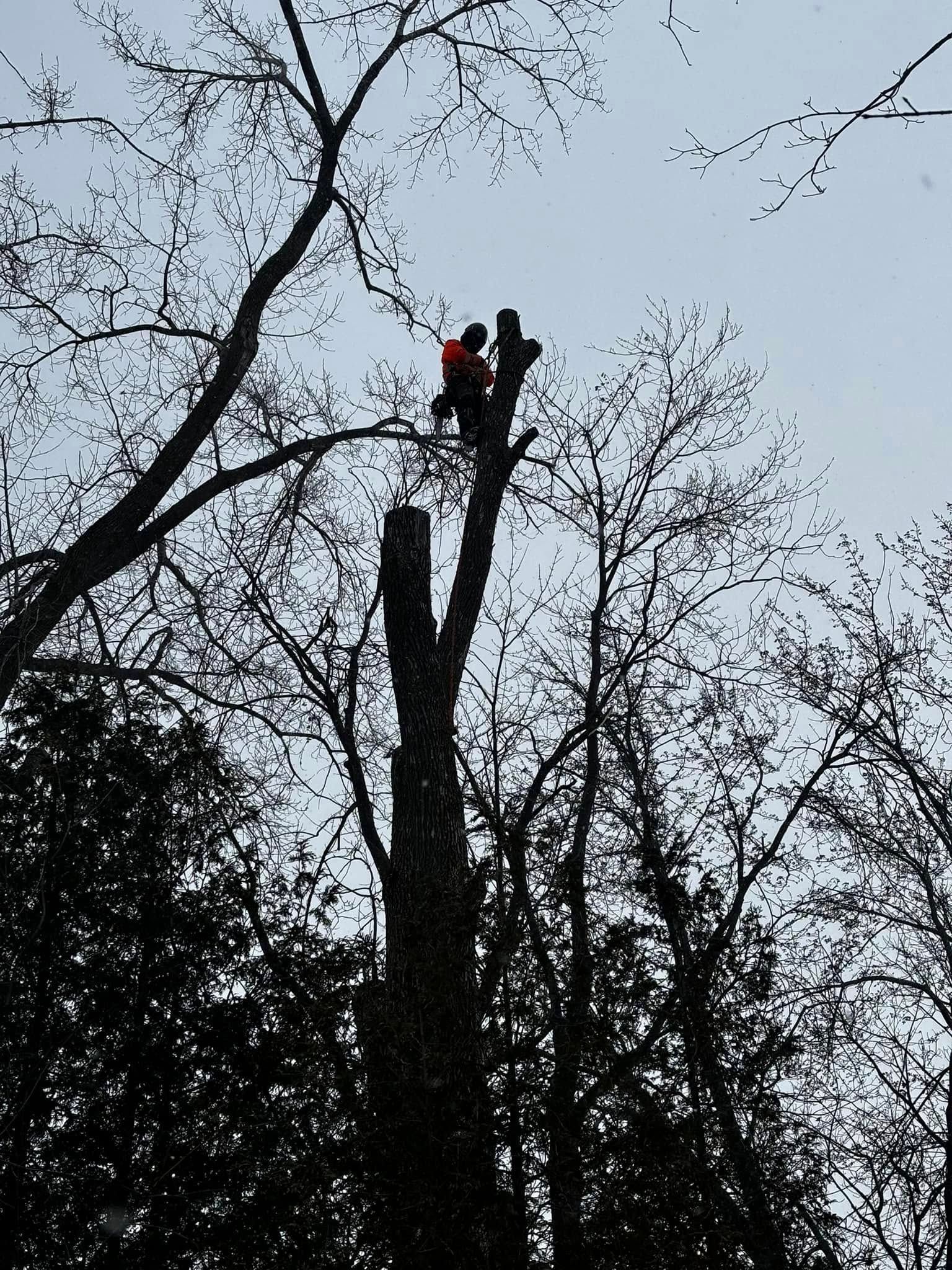 Un arboriste vêtu d'une combinaison de sécurité orange coupe une branche d'un grand arbre sur fond de ciel nuageux.