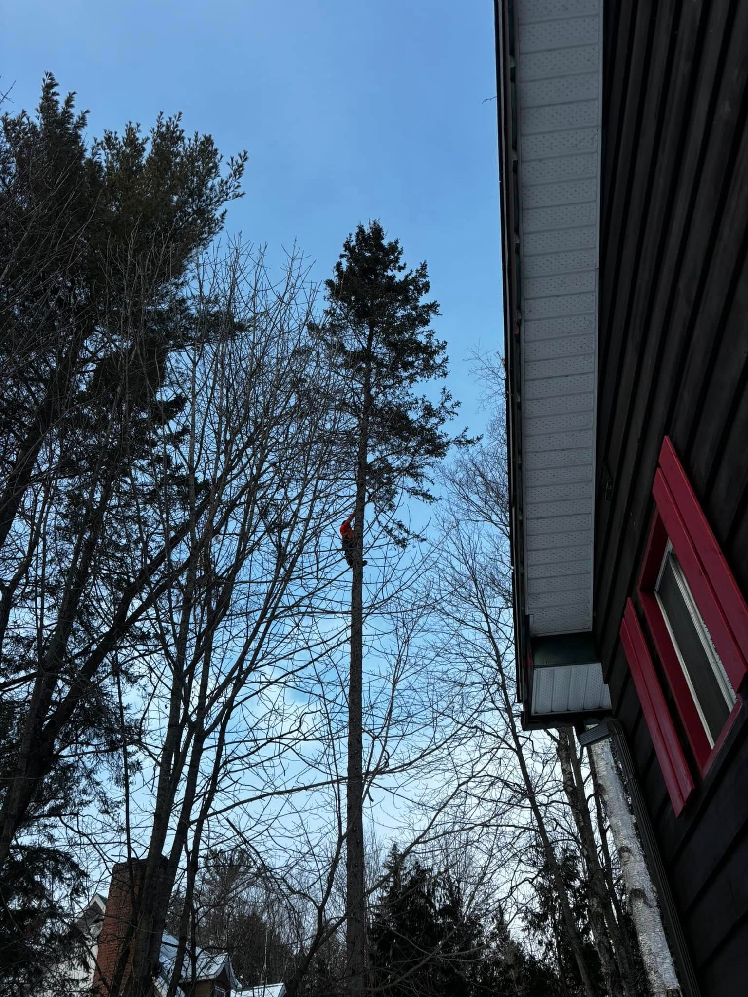 Une personne perchée dans un grand arbre près d'une maison taille des branches. Ciel bleu au-dessus.