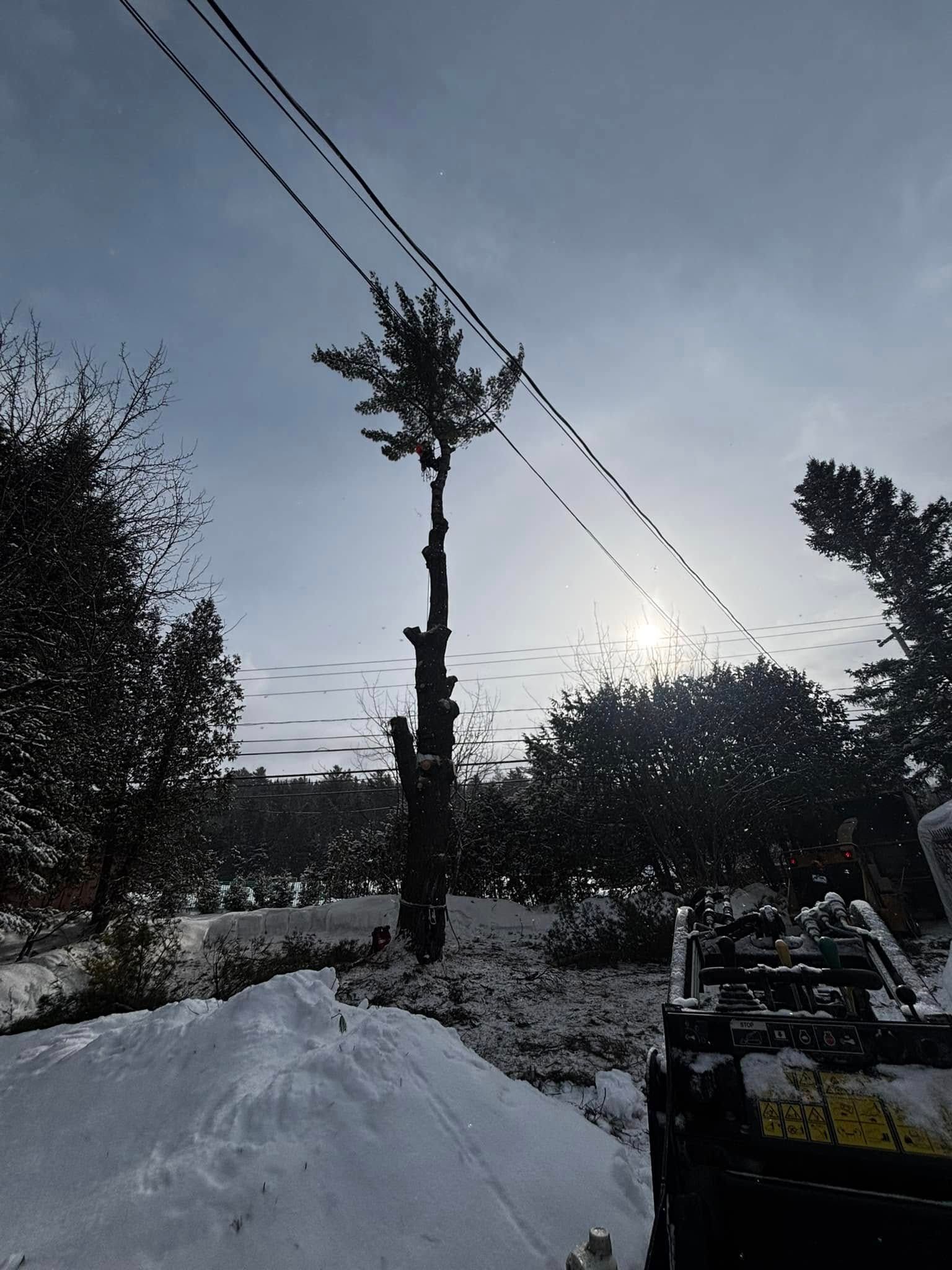 Scène enneigée avec un grand arbre taillé sous des lignes électriques. Le soleil filtre à travers les branches.