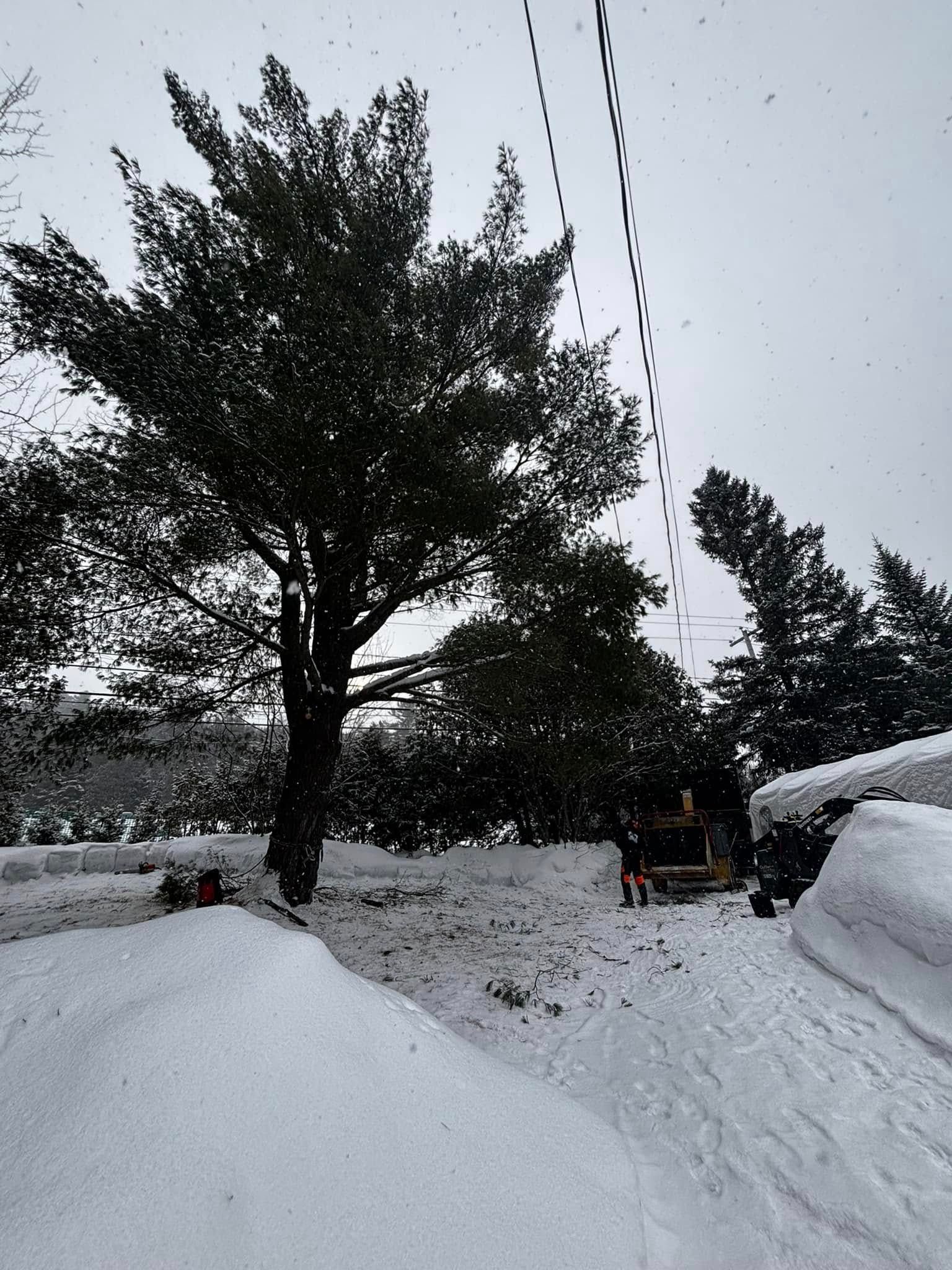 Paysage enneigé avec un grand arbre et des amas de neige. Ciel couvert.