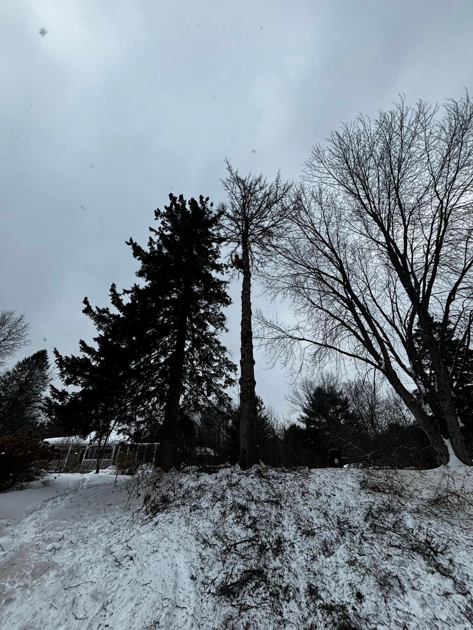 Paysage enneigé avec des arbres sombres se détachant sur un ciel nuageux.