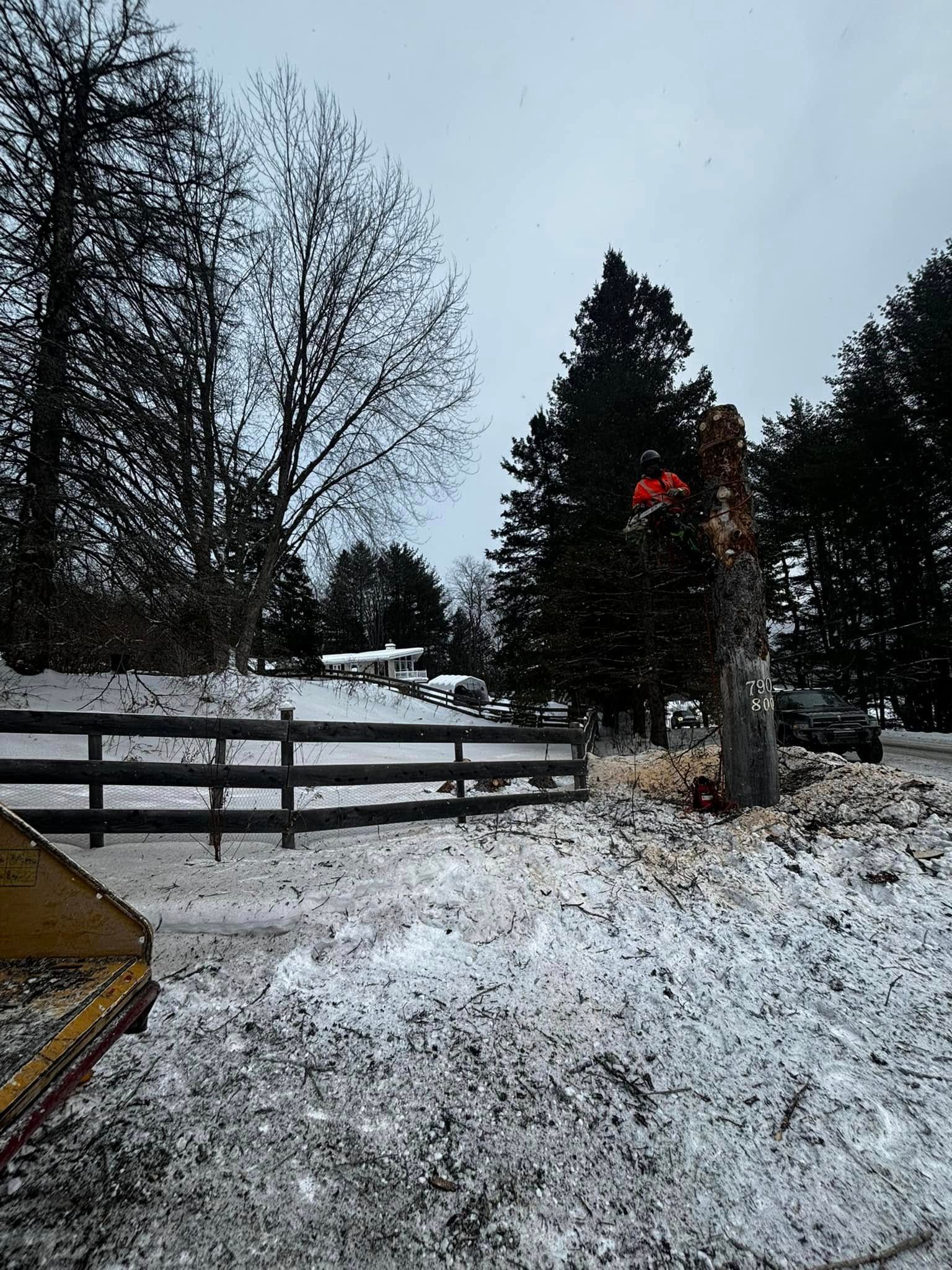Un arbre est abattu à la tronçonneuse dans une cour enneigée, près d'une clôture en bois. Ciel couvert.