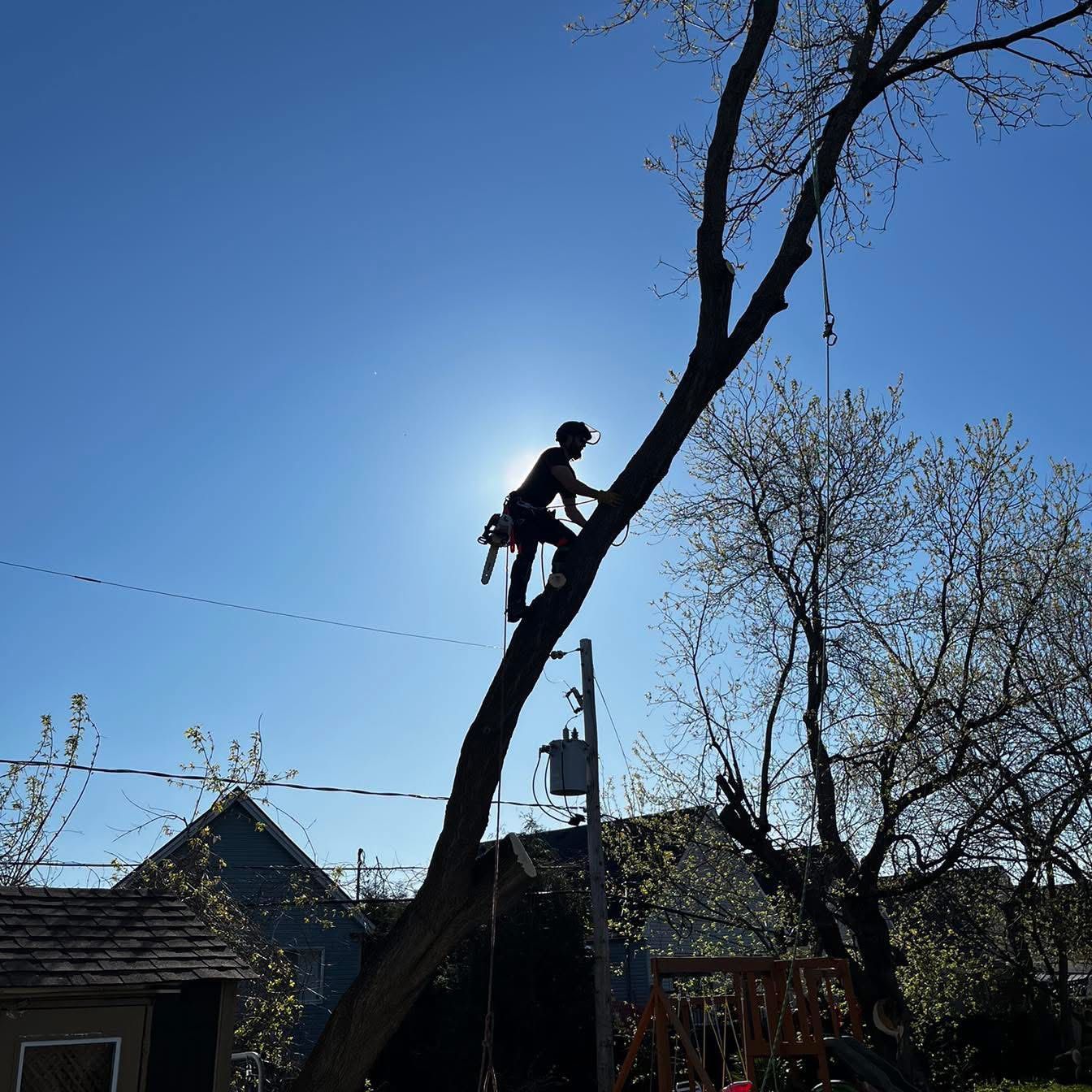 Arboriste se détachant en silhouette sur un arbre et un ciel lumineux, tenant une tronçonneuse.
