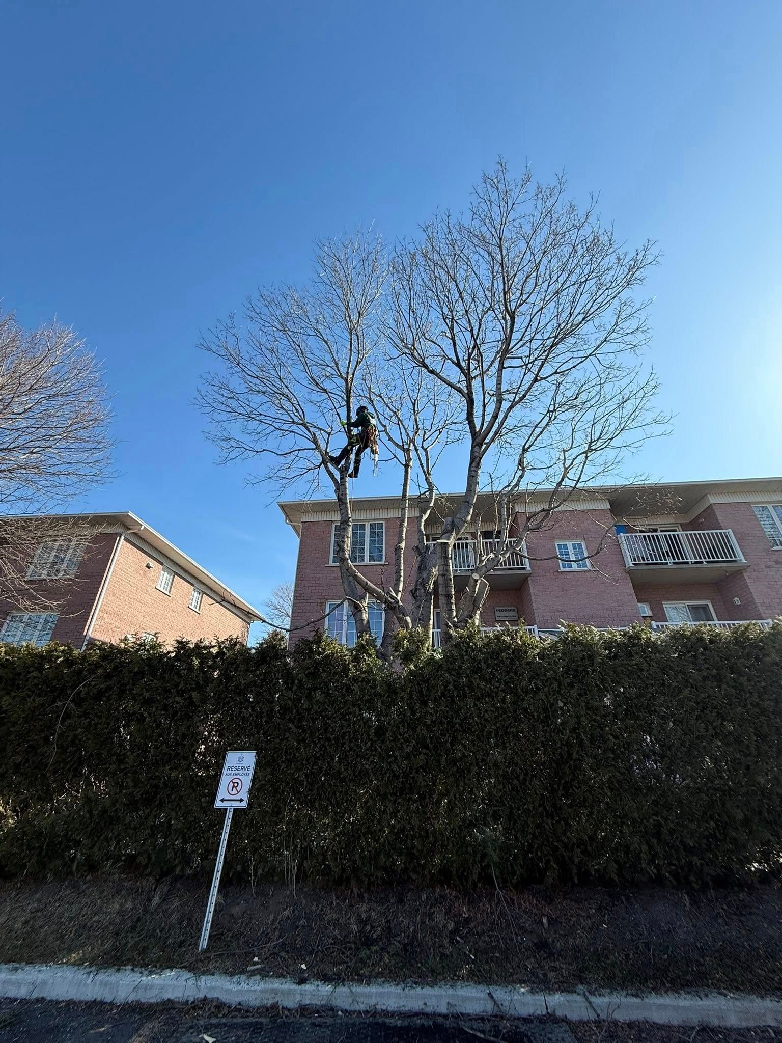 Une personne vêtue de noir grimpe à un arbre près d'un bâtiment en briques par une journée ensoleillée.