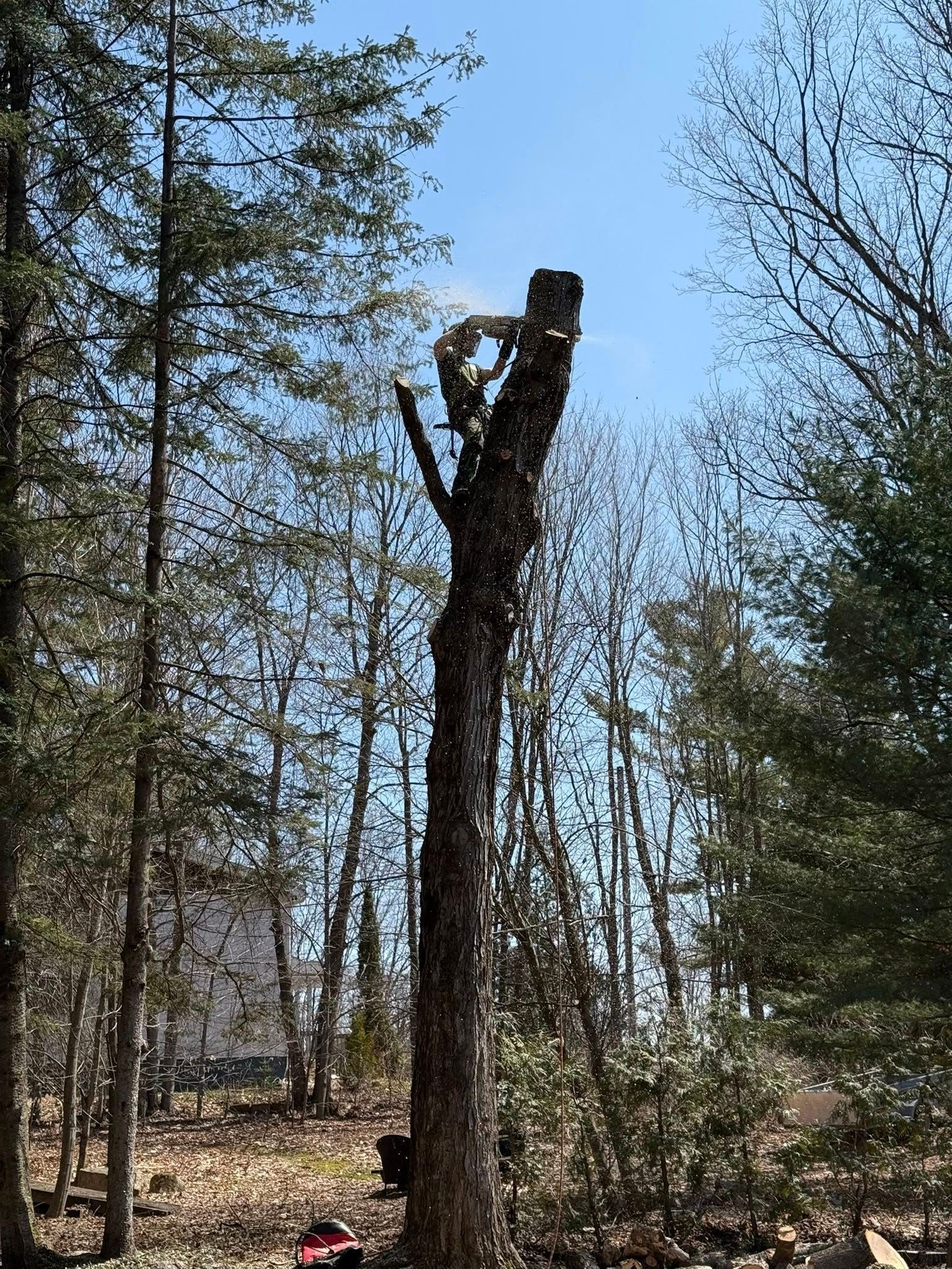 Un grand arbre est coupé à la tronçonneuse, dans une forêt sous un ciel d'un bleu éclatant.