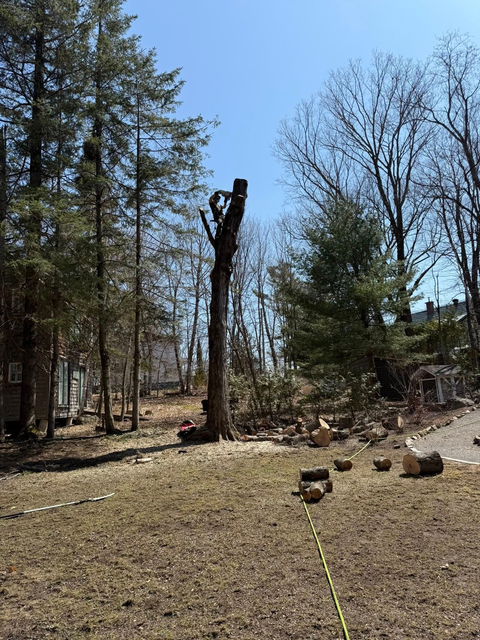 Un tronc d'arbre imposant sur lequel se tient une personne, dans une cour par une journée ensoleillée. Des bûches et des débris jonchent le sol.