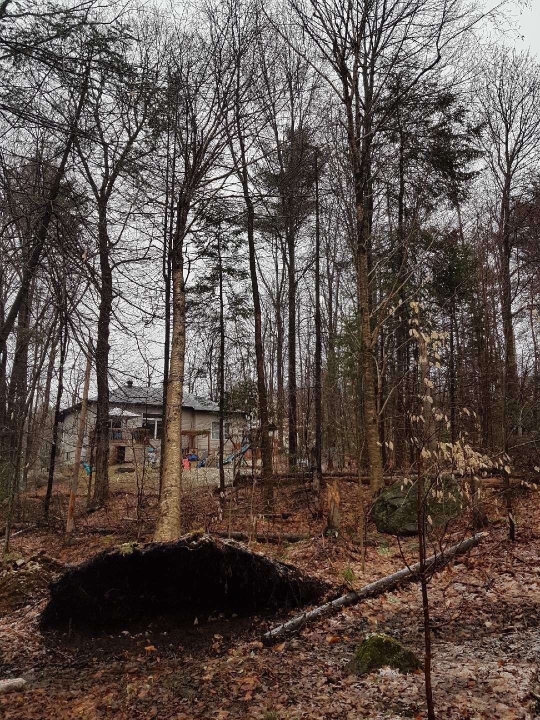Des arbres dénudés encadrent un bâtiment délabré dans une zone boisée par temps nuageux.