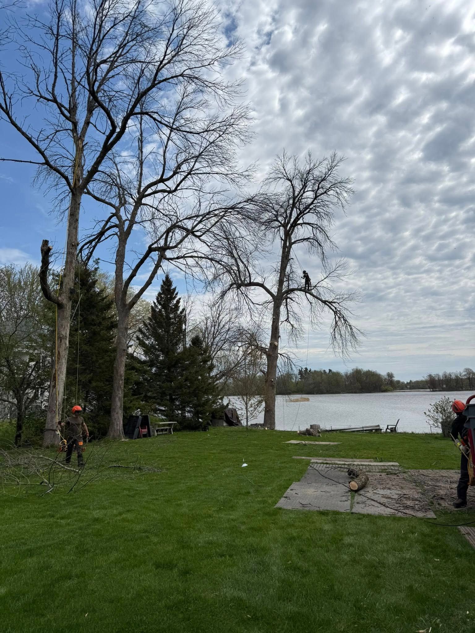 Élagage d'arbres au bord d'un lac. Des arboristes harnachés taillent les branches de grands arbres sur une pelouse verdoyante. Ciel bleu.
