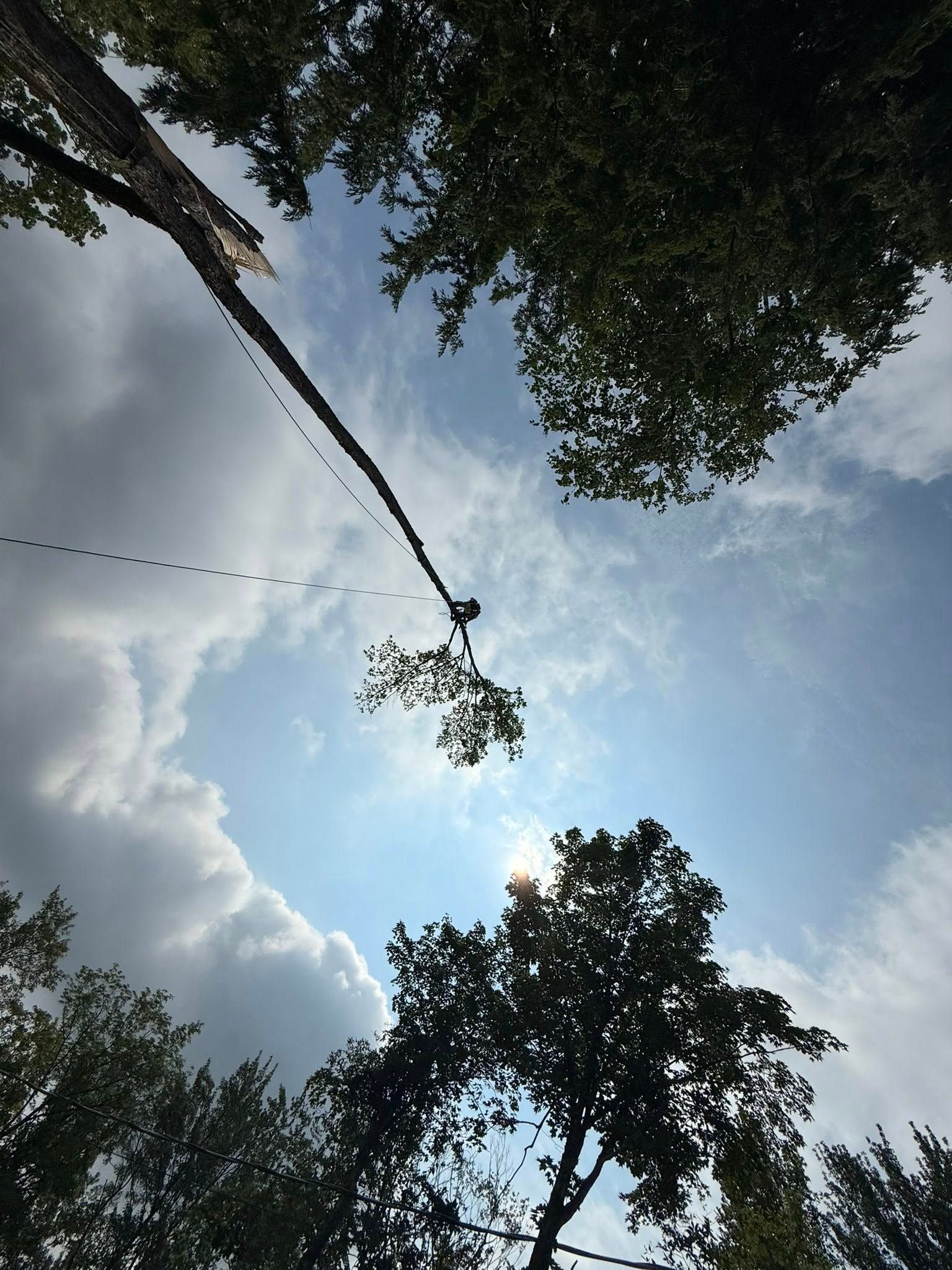 Vue à travers les arbres d'un ciel nuageux et du soleil. Corde avec des nœuds visibles.
