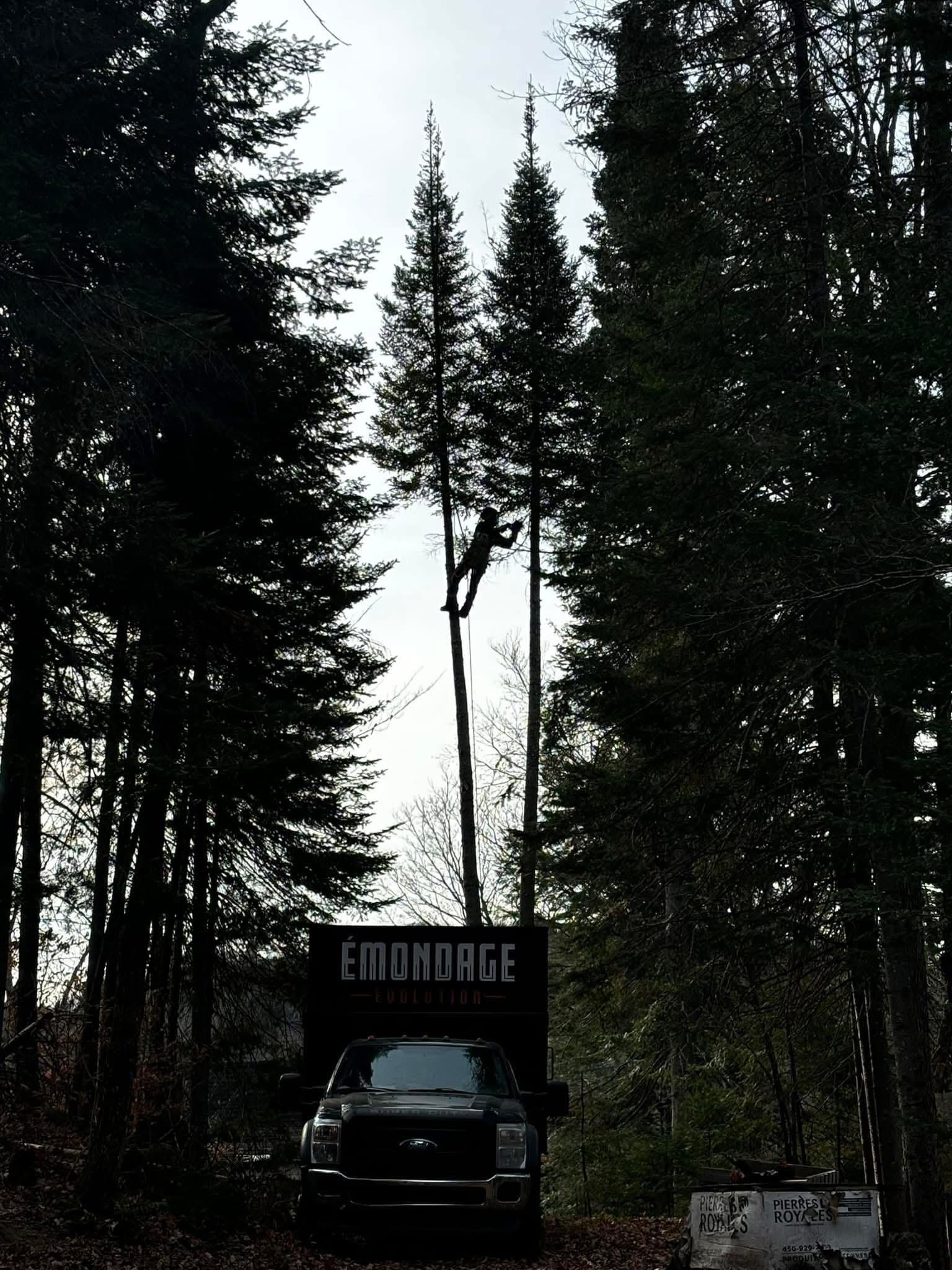 Un élagueur sur le tronc d'un grand arbre, avec un camion en contrebas et un décor forestier.