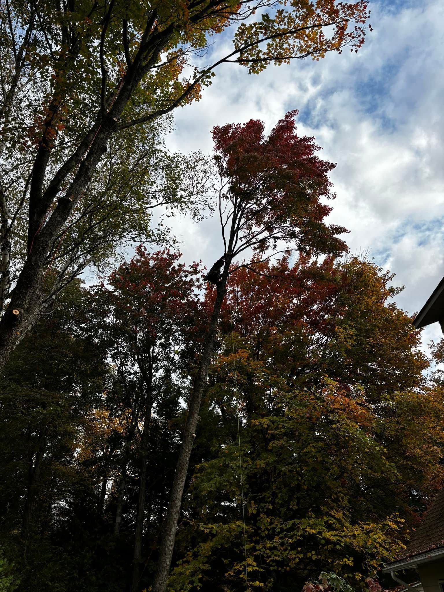 Des arbres aux feuilles rouges, oranges et vertes se détachant sur un ciel nuageux.