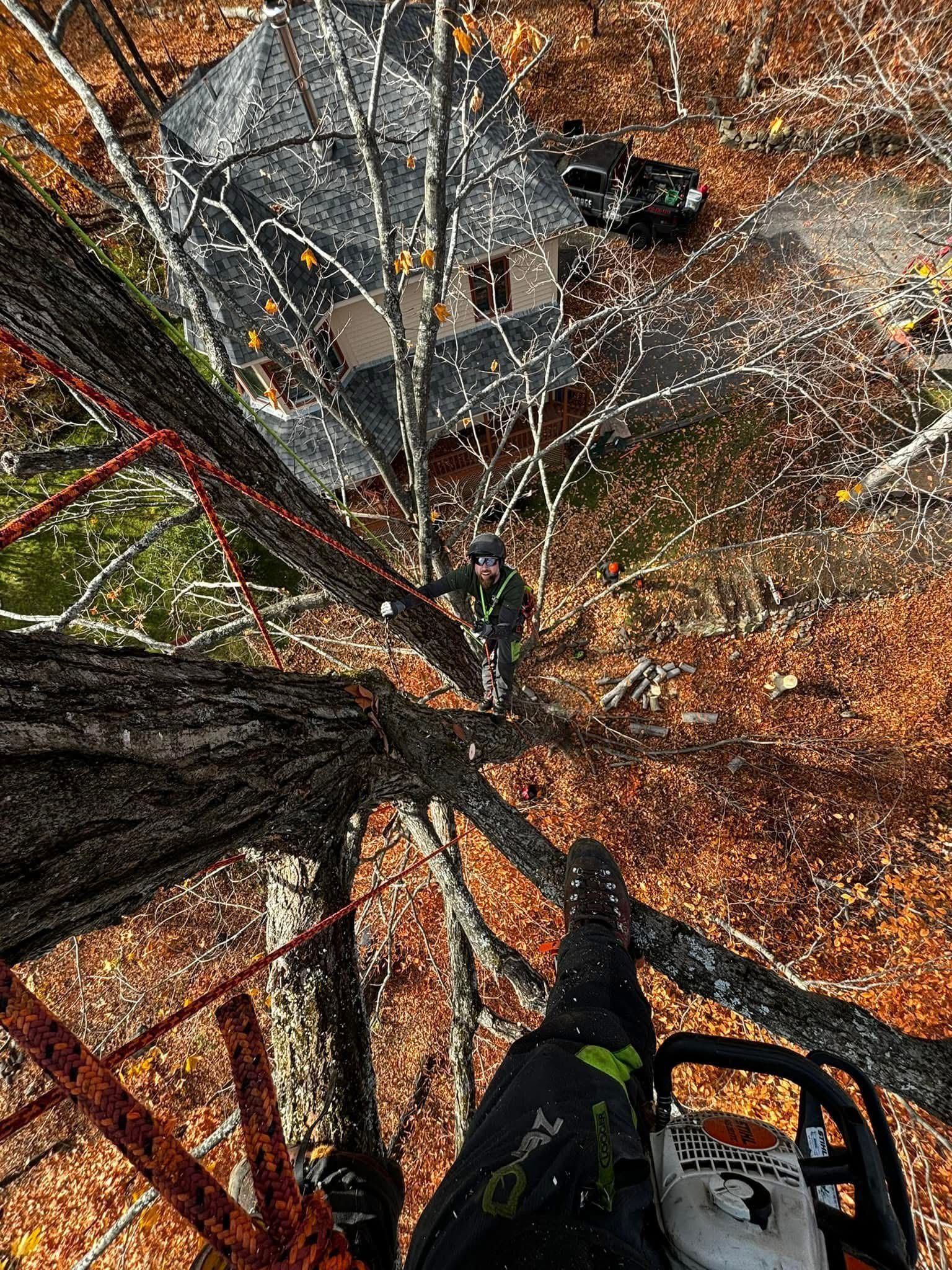 Arboriste dans un arbre, coupant une branche à la tronçonneuse, affût de chasse en arrière-plan, feuillage d'automne.