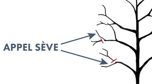 Schéma montrant des branches avec des lignes rouges indiquant les coupes de taille, étiquetées « APPEL SÈVE ».