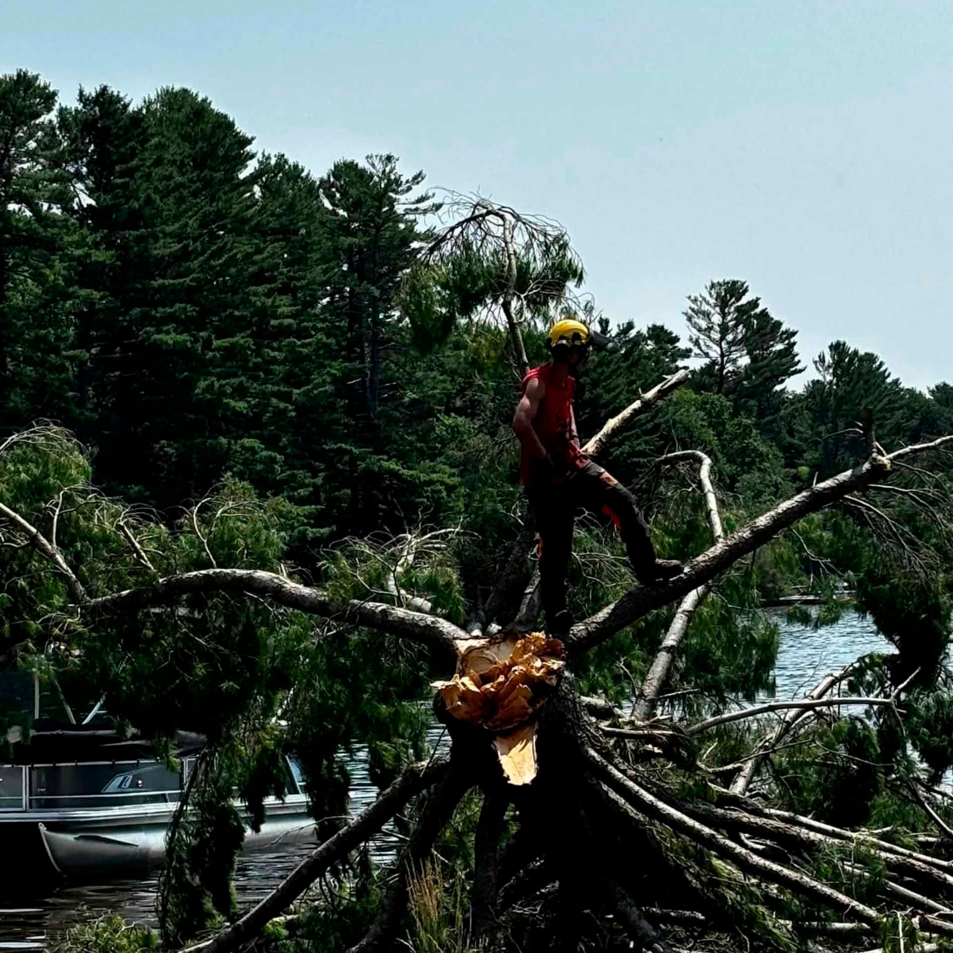 Arboriste travaillant sur un arbre tombé près de l'eau, en train de couper des branches. Il porte un équipement de sécurité. Forêt et ciel en arrière-plan.