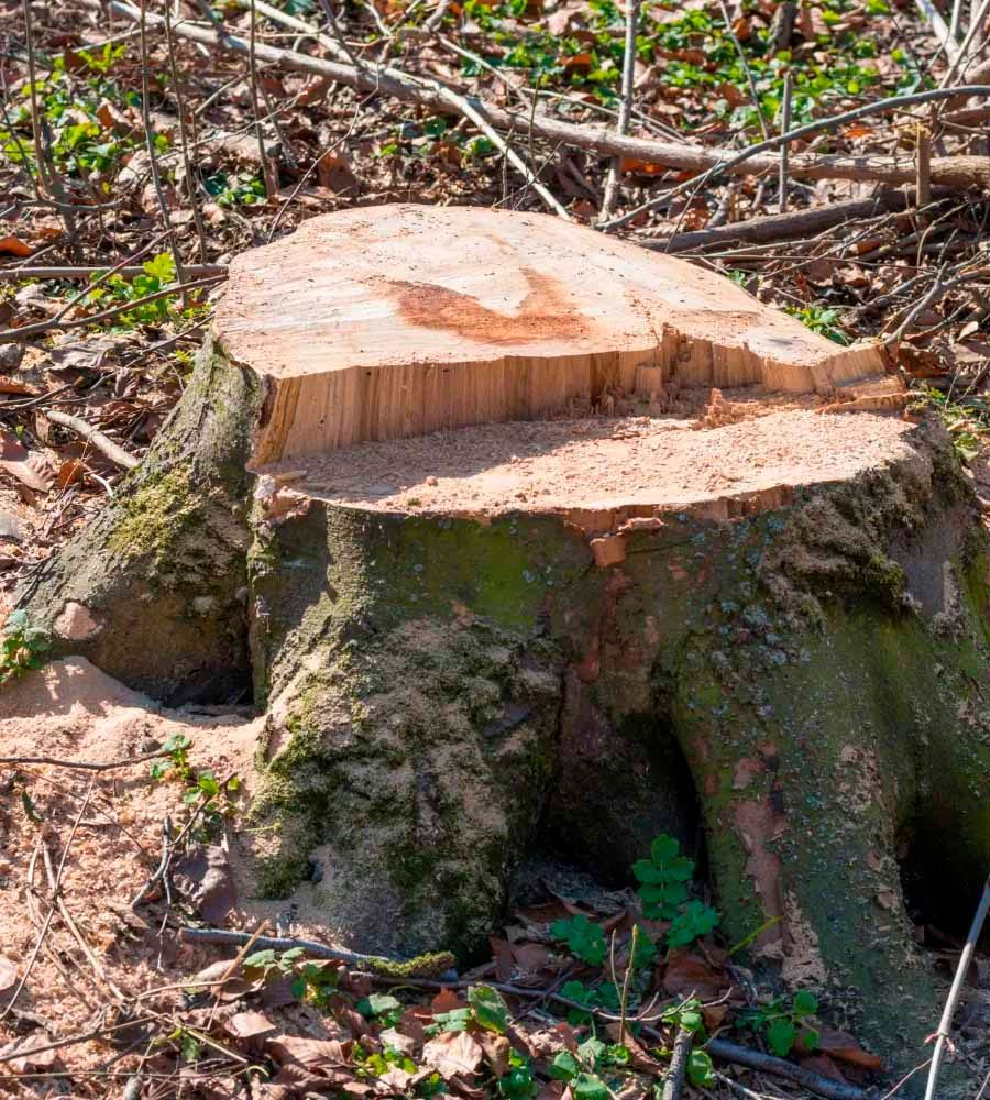 Souche d'arbre en forêt, coupée avec des marques de scie visibles et de la sciure, écorce moussue.