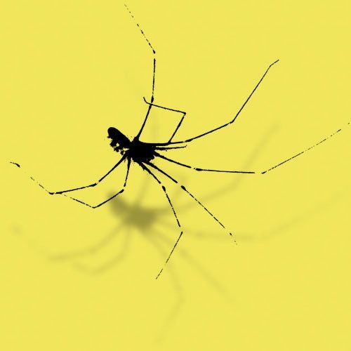 cellar spider