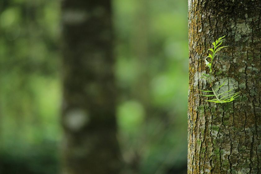 A tree trunk with a green plant growing out of it.