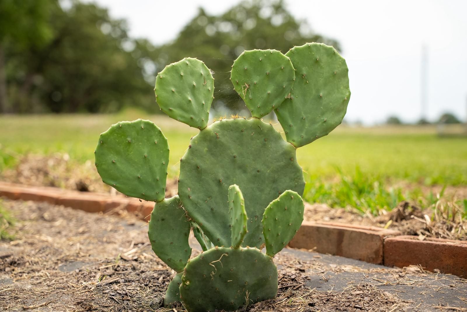 A green prickly pear cactus growing in brown soil, outlined by red bricks, in a grassy field.