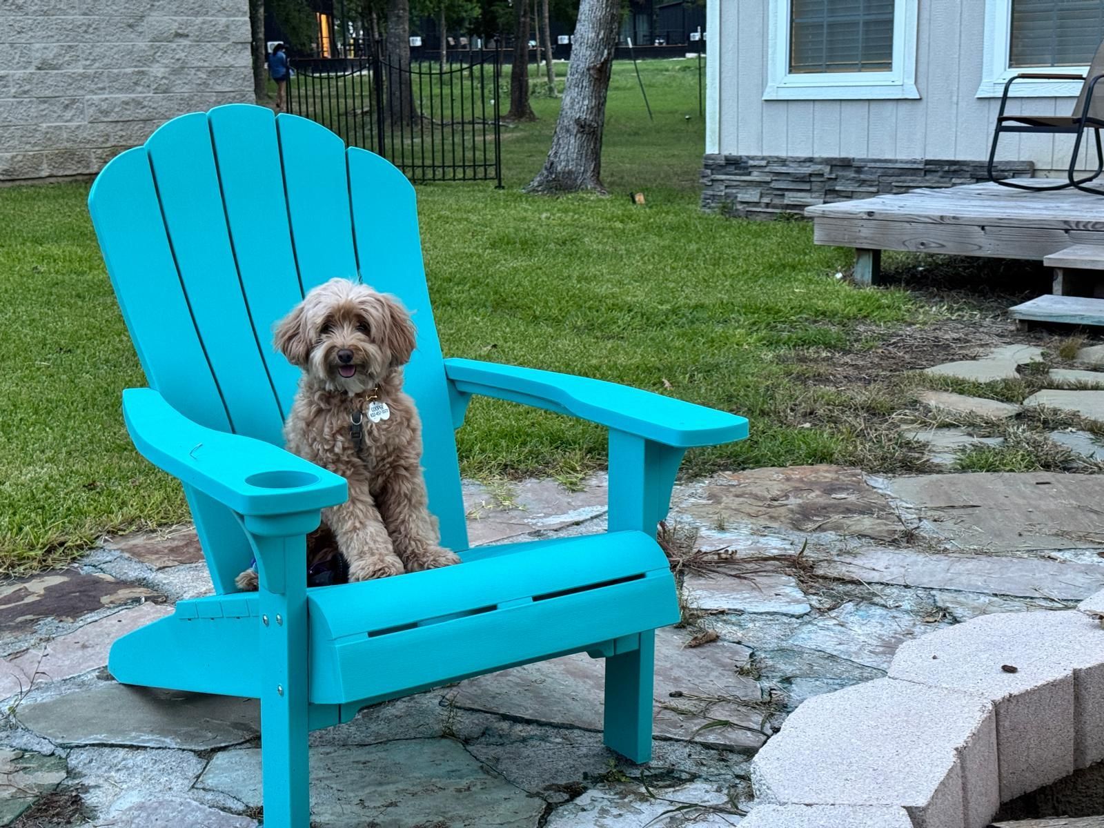 Small, fluffy dog sits in a bright blue Adirondack chair on a stone patio in front of a house.
