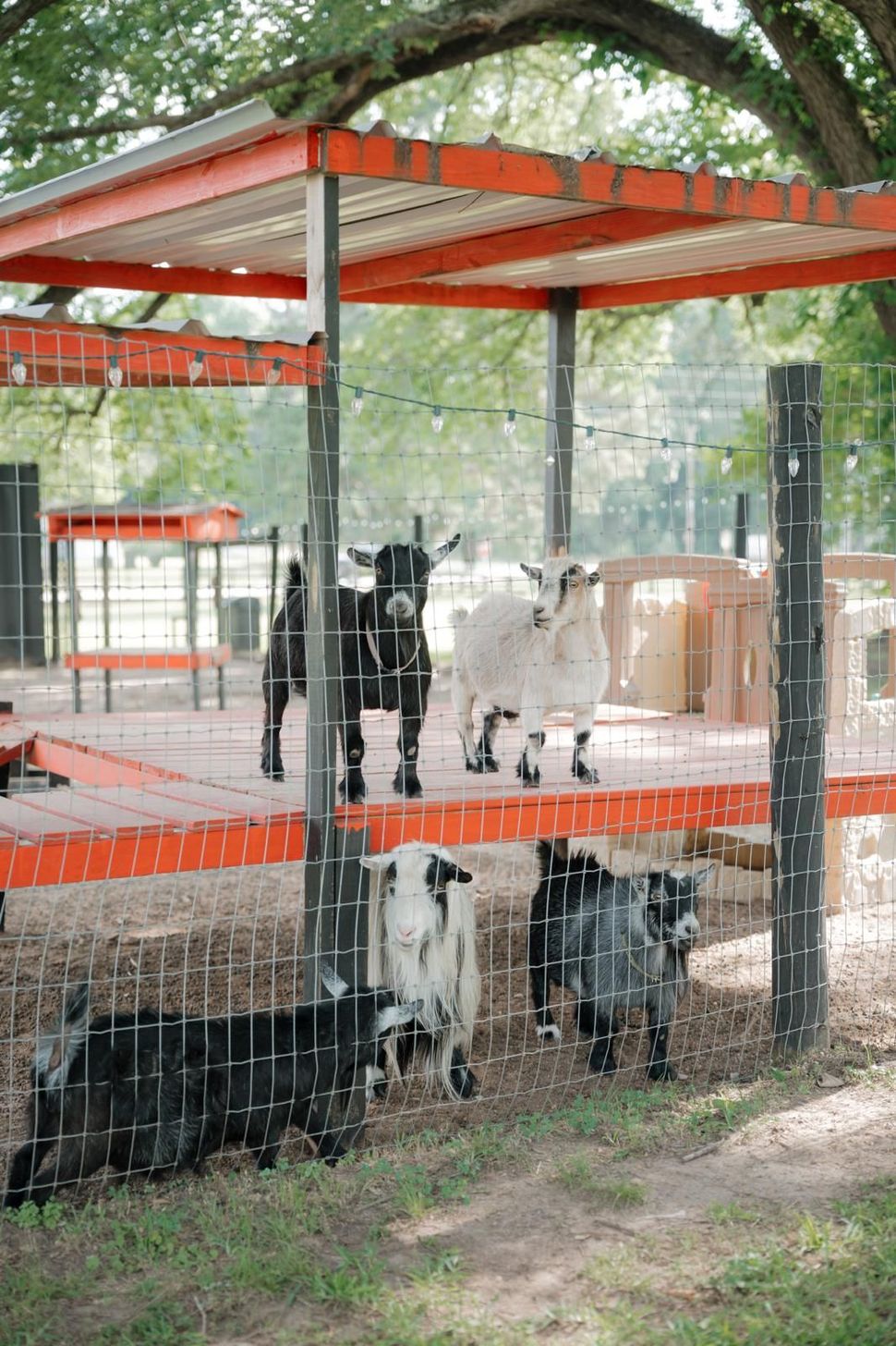 Goats in an outdoor pen, with a red-roofed shelter. Several goats stand and look towards the camera.