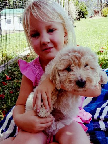 Child Holding A Puppy — Puppies For Sale in Lansdowne, NSW
