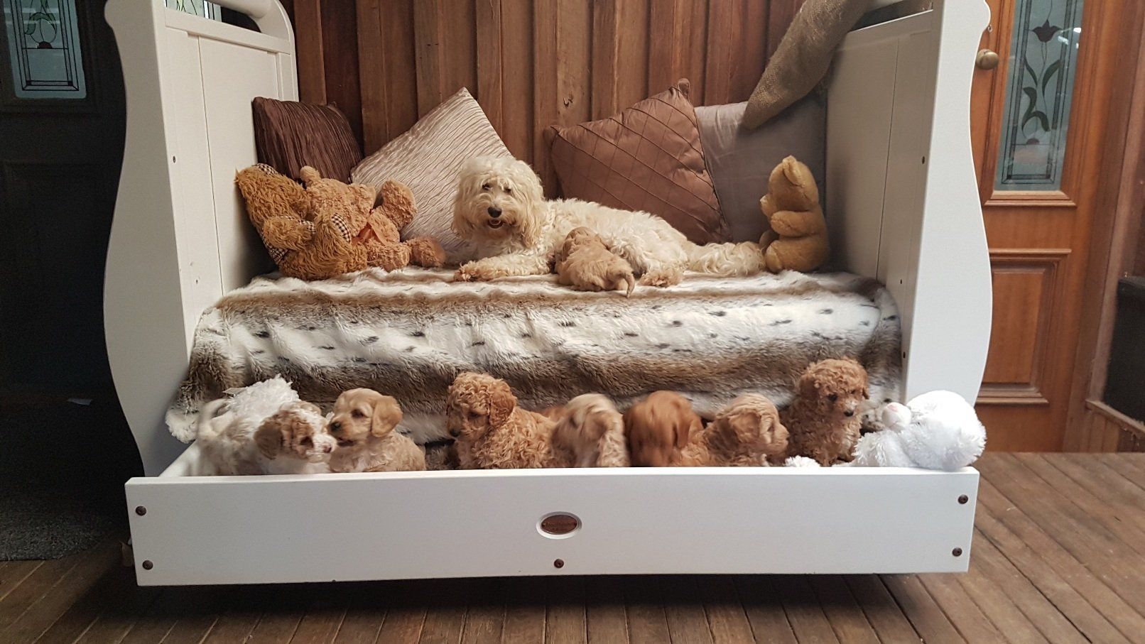 White Cavoodle Puppy — Cavoodles in Lansdowne, NSW