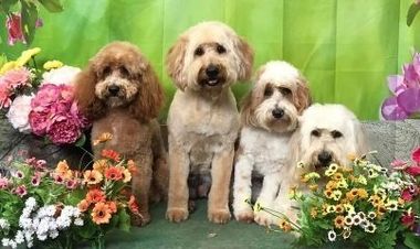 4 Mini Groodle' — Puppies For Sale in Lansdowne, NSW