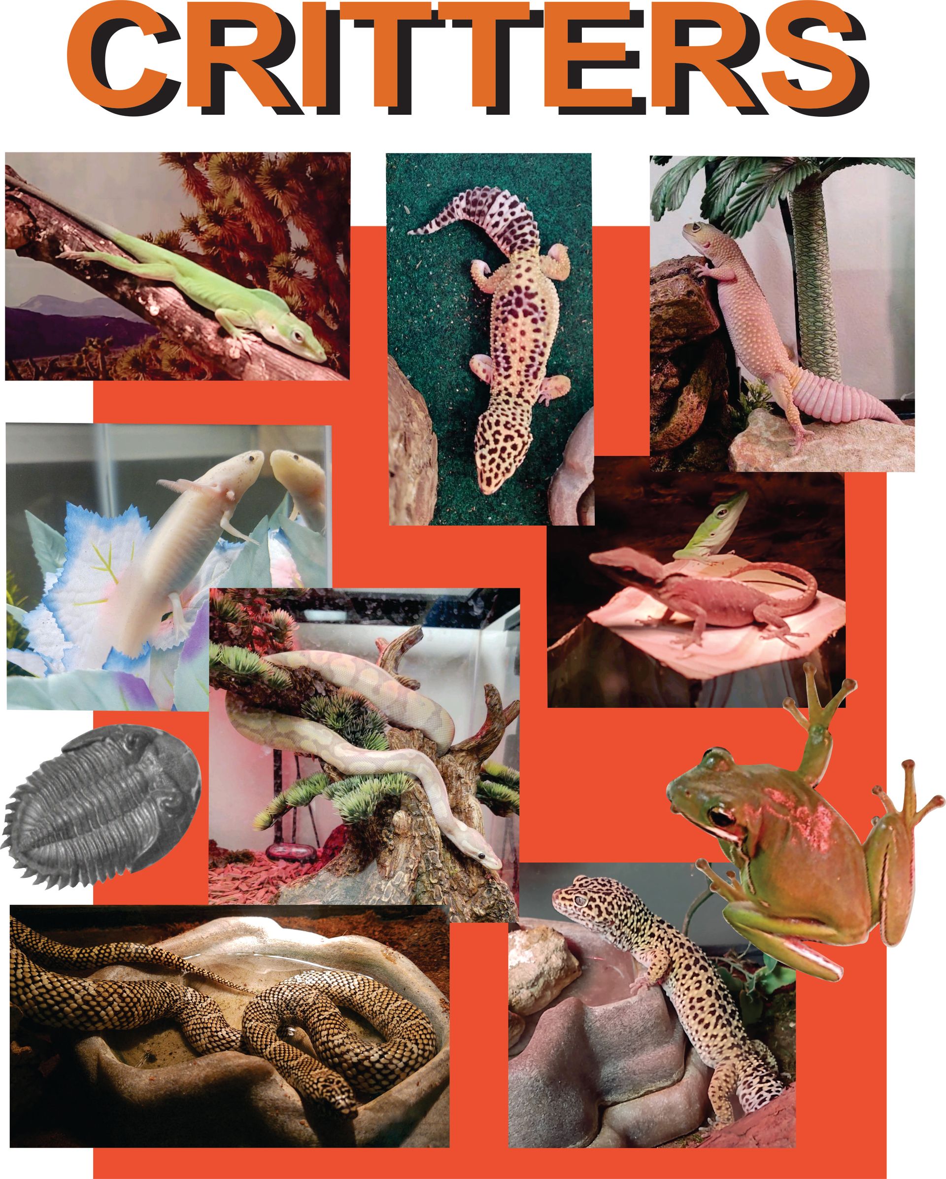 A collage of lizards with the word critters on top
