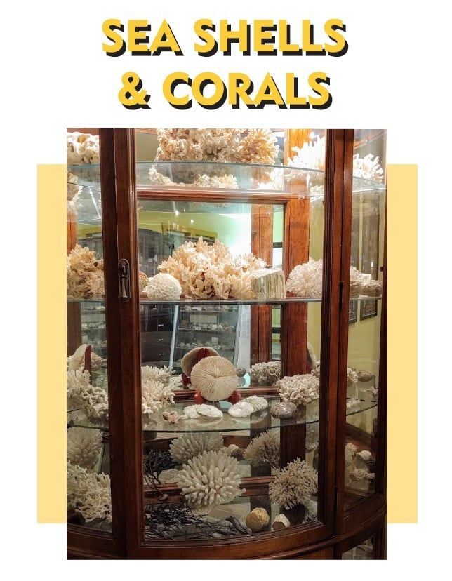 Sea Shells and Corals