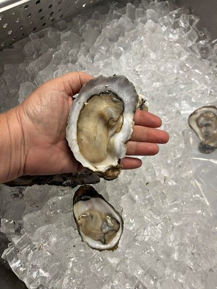 A person is holding an oyster in their hand over ice.