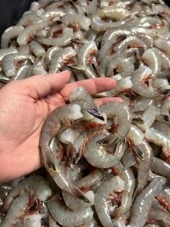 A person is holding a shrimp in their hand in front of a pile of shrimp.