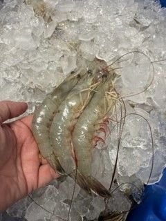 A person is holding a shrimp in their hand over ice.
