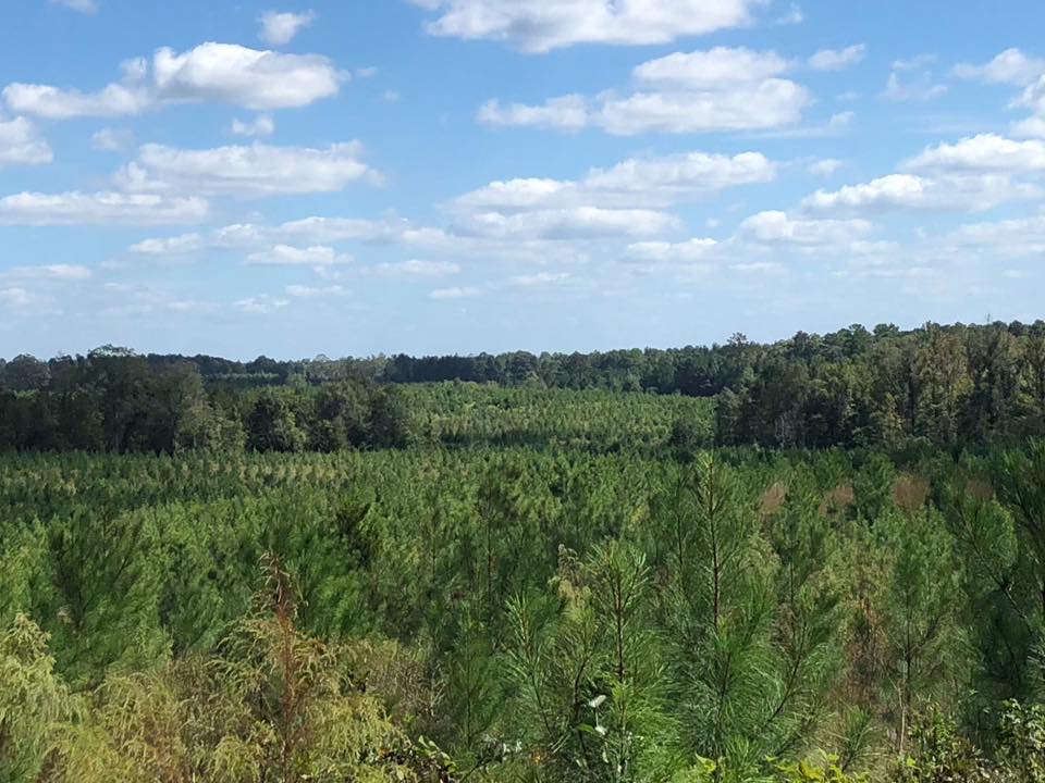 Arkansas Pulpwood | Forest Management | Timber Management | Forest Harvesting | Timber Harvesting | Sustainable Forestry | Forest Management Planning | Timber Management Plan | Forester | Reforestation | Logging Companies | Timber Company | Pulpwood Company | Timber Consultants | Forestry Consultants | Timber Valuation | Timberland Resource Consultants | Camden, AR | Central Arkansas | South Arkansas | North Arkansas | East Arkansas | West Arkansas