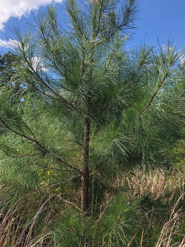 Arkansas Pulpwood | Forest Management | Timber Management | Forest Harvesting | Timber Harvesting | Sustainable Forestry | Forest Management Planning | Timber Management Plan | Forester | Reforestation | Logging Companies | Timber Company | Pulpwood Company | Timber Consultants | Forestry Consultants | Timber Valuation | Timberland Resource Consultants | Camden, AR | Central Arkansas | South Arkansas | North Arkansas | East Arkansas | West Arkansas