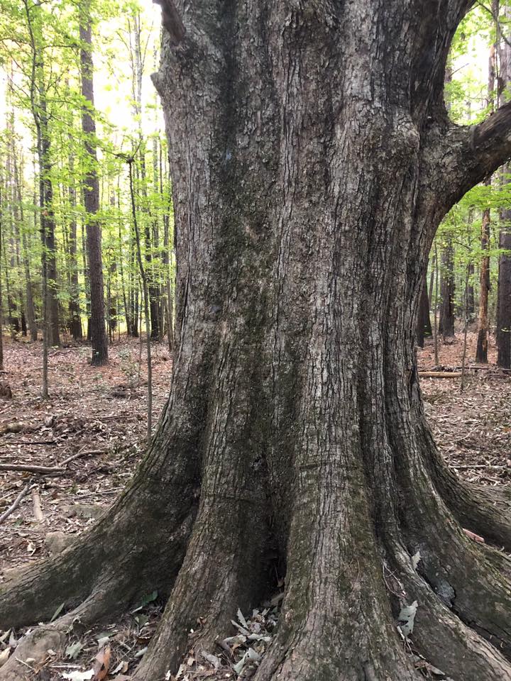 Arkansas Pulpwood | Forest Management | Timber Management | Forest Harvesting | Timber Harvesting | Sustainable Forestry | Forest Management Planning | Timber Management Plan | Forester | Reforestation | Logging Companies | Timber Company | Pulpwood Company | Timber Consultants | Forestry Consultants | Timber Valuation | Timberland Resource Consultants | Camden, AR | Central Arkansas | South Arkansas | North Arkansas | East Arkansas | West Arkansas