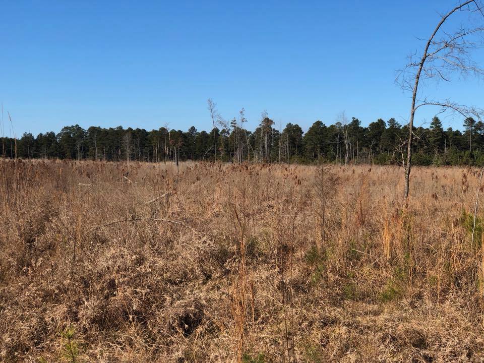 Arkansas Pulpwood | Forest Management | Timber Management | Forest Harvesting | Timber Harvesting | Sustainable Forestry | Forest Management Planning | Timber Management Plan | Forester | Reforestation | Logging Companies | Timber Company | Pulpwood Company | Timber Consultants | Forestry Consultants | Timber Valuation | Timberland Resource Consultants | Camden, AR | Central Arkansas | South Arkansas | North Arkansas | East Arkansas | West Arkansas