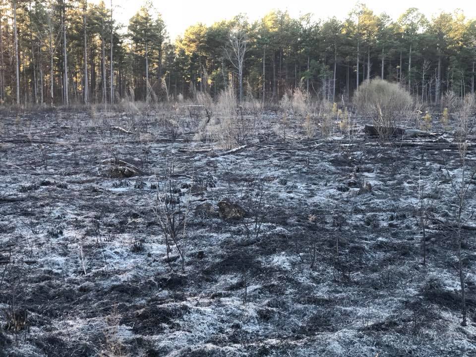 Arkansas Pulpwood | Forest Management | Timber Management | Forest Harvesting | Timber Harvesting | Sustainable Forestry | Forest Management Planning | Timber Management Plan | Forester | Reforestation | Logging Companies | Timber Company | Pulpwood Company | Timber Consultants | Forestry Consultants | Timber Valuation | Timberland Resource Consultants | Camden, AR | Central Arkansas | South Arkansas | North Arkansas | East Arkansas | West Arkansas